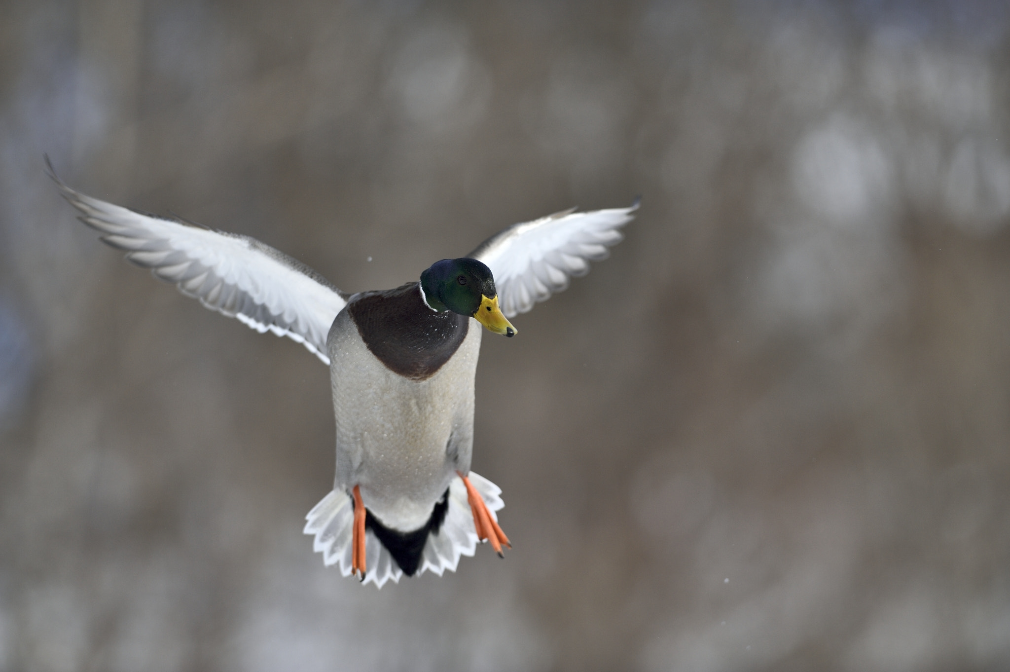 Nikon AF-S Nikkor 300mm F2.8G ED-IF VR sample photo. Frontal duck photography