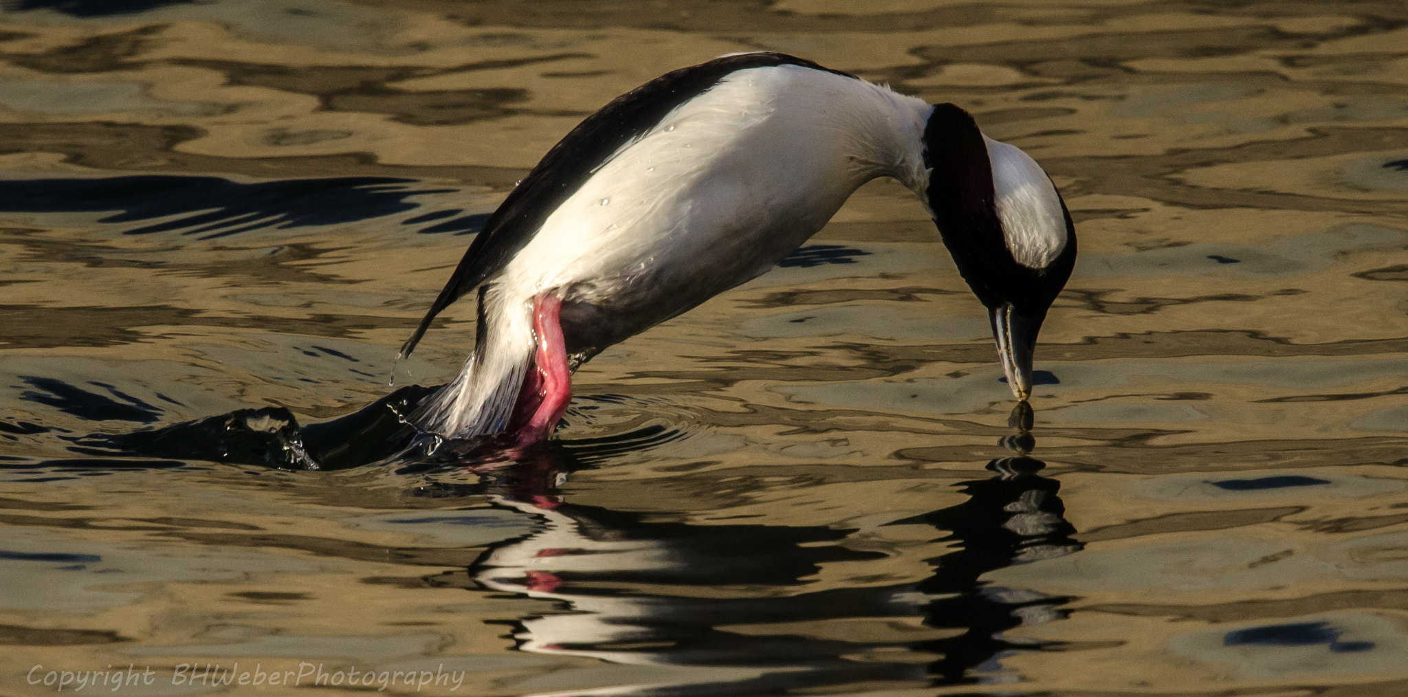 Nikon Nikkor AF-S 300mm F4E PF ED VR sample photo. Diving duck photography