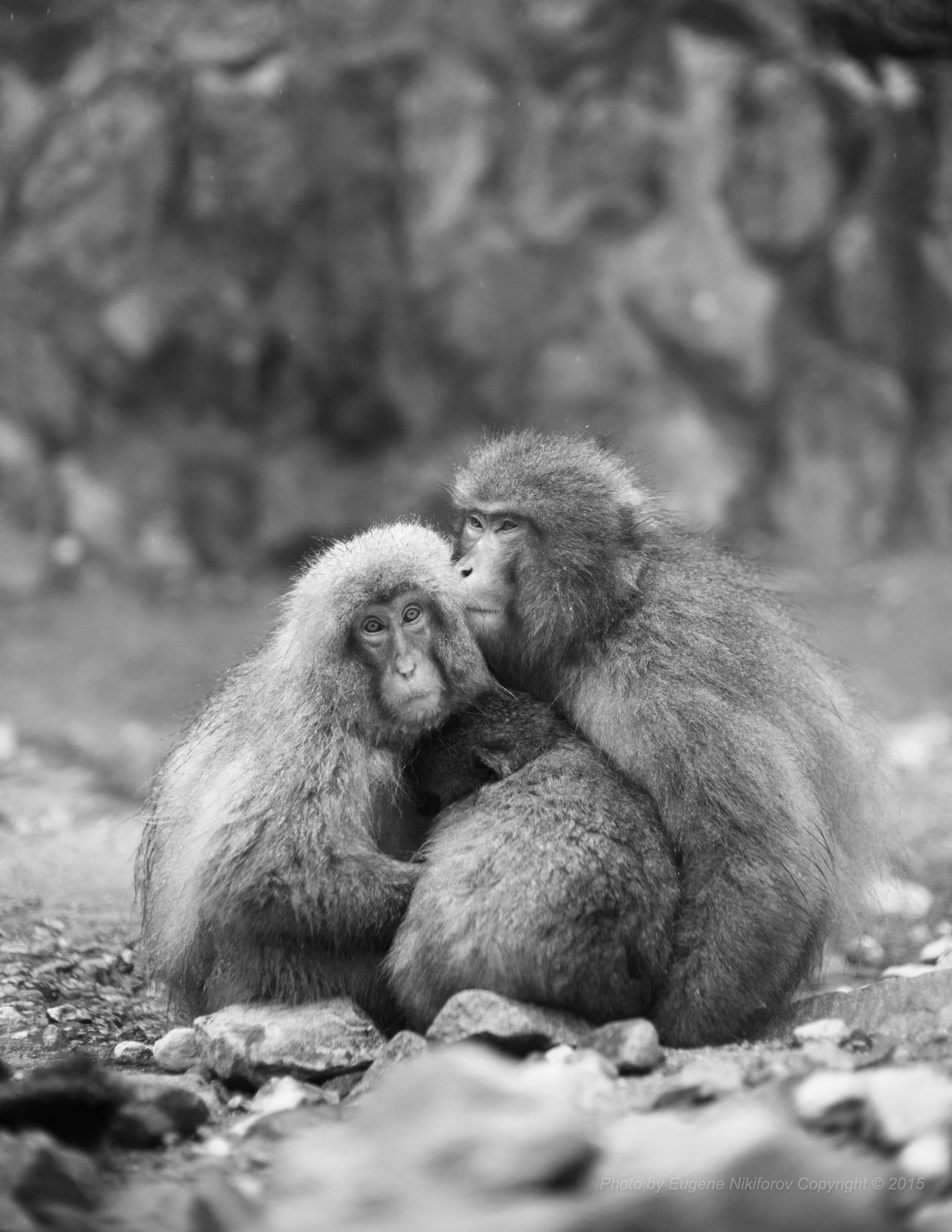 Leica M9 + Leica Noctilux-M 50mm F0.95 ASPH sample photo. Happy new year! jigokudani monkey park, nagano, japan photography