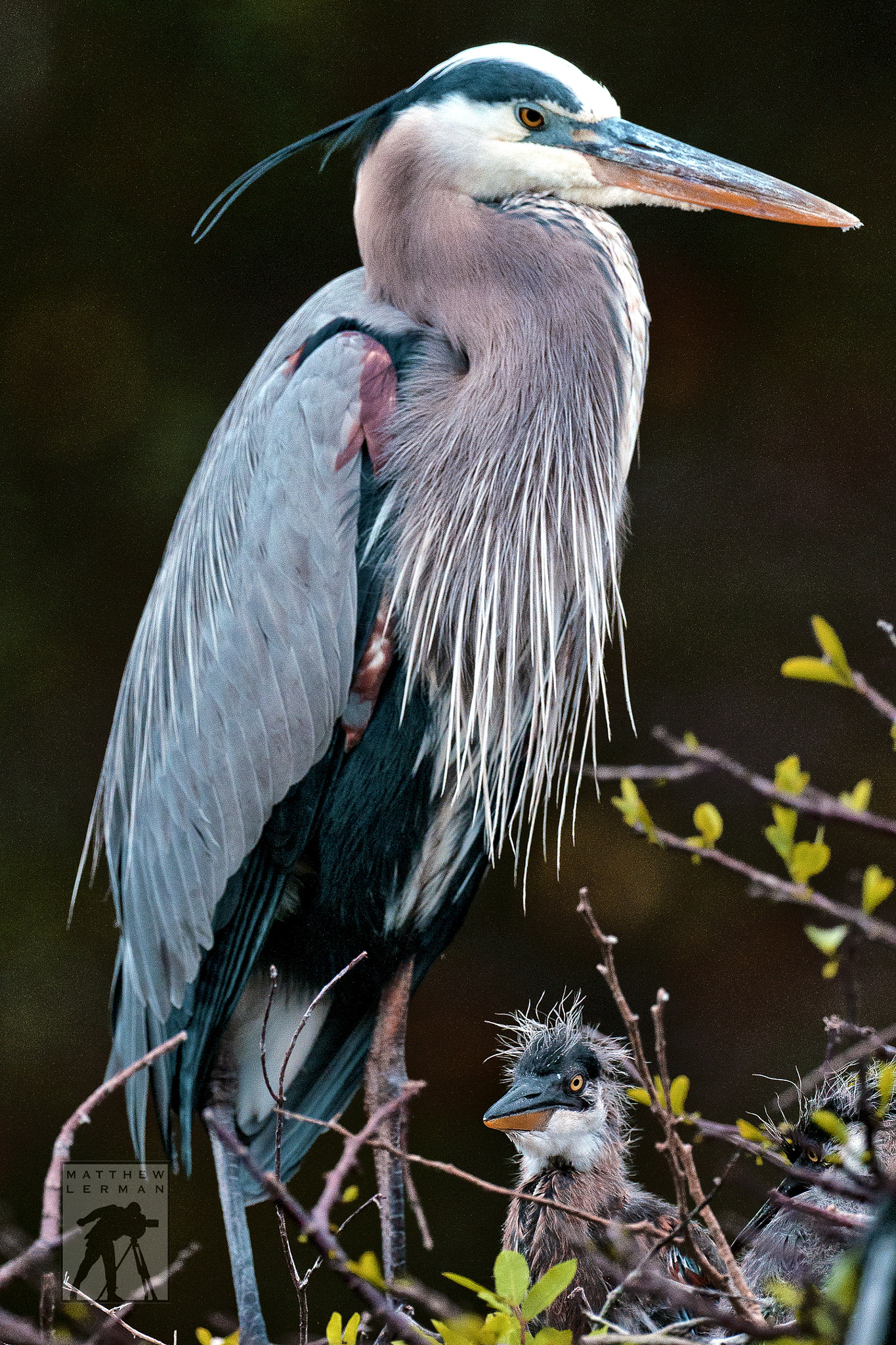 Nikon D300 + Nikon AF-S Nikkor 600mm F4G ED VR sample photo. Great blue heron with chicks photography