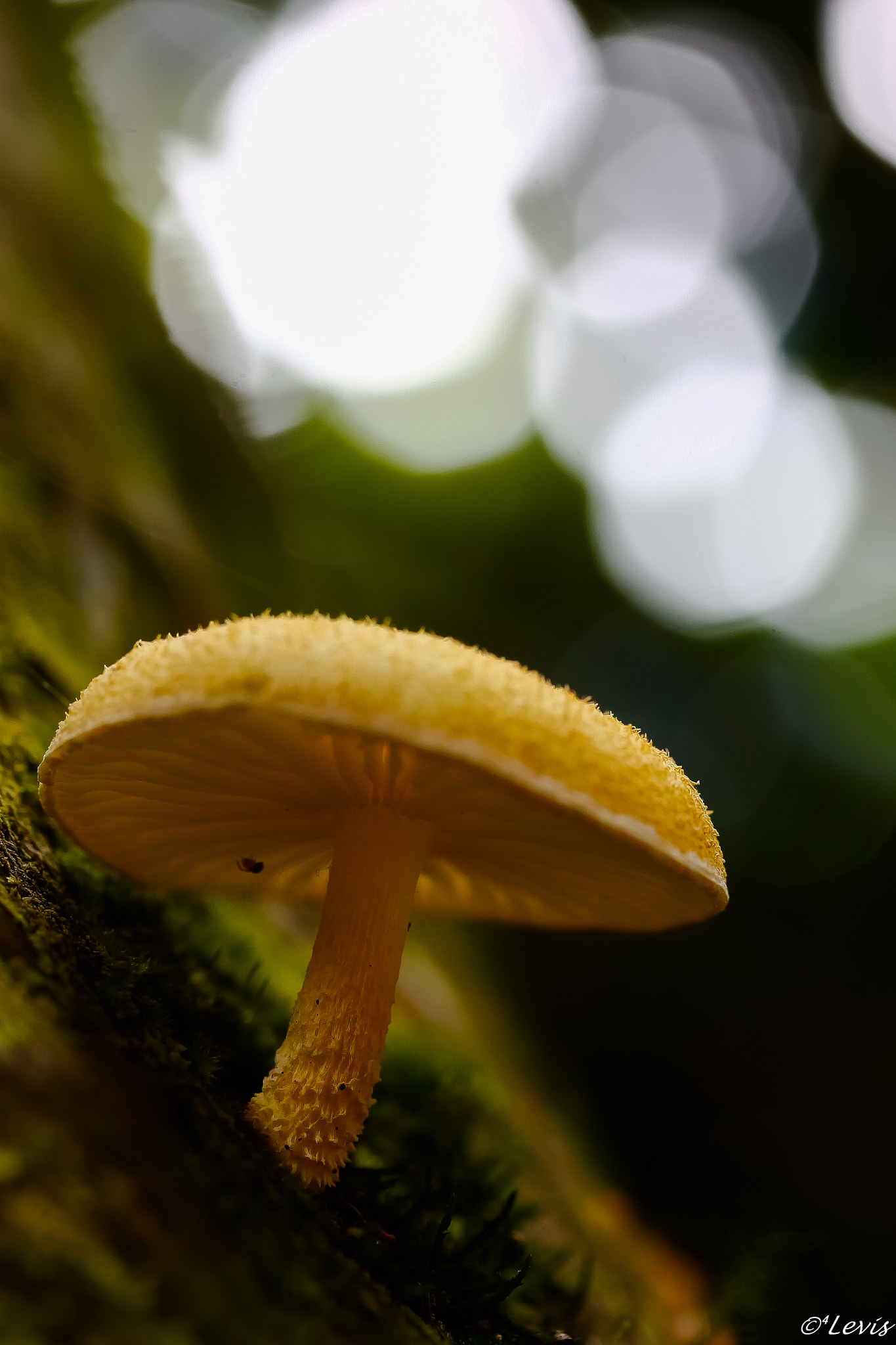 Canon EF-S 60mm F2.8 Macro USM sample photo. Single photography