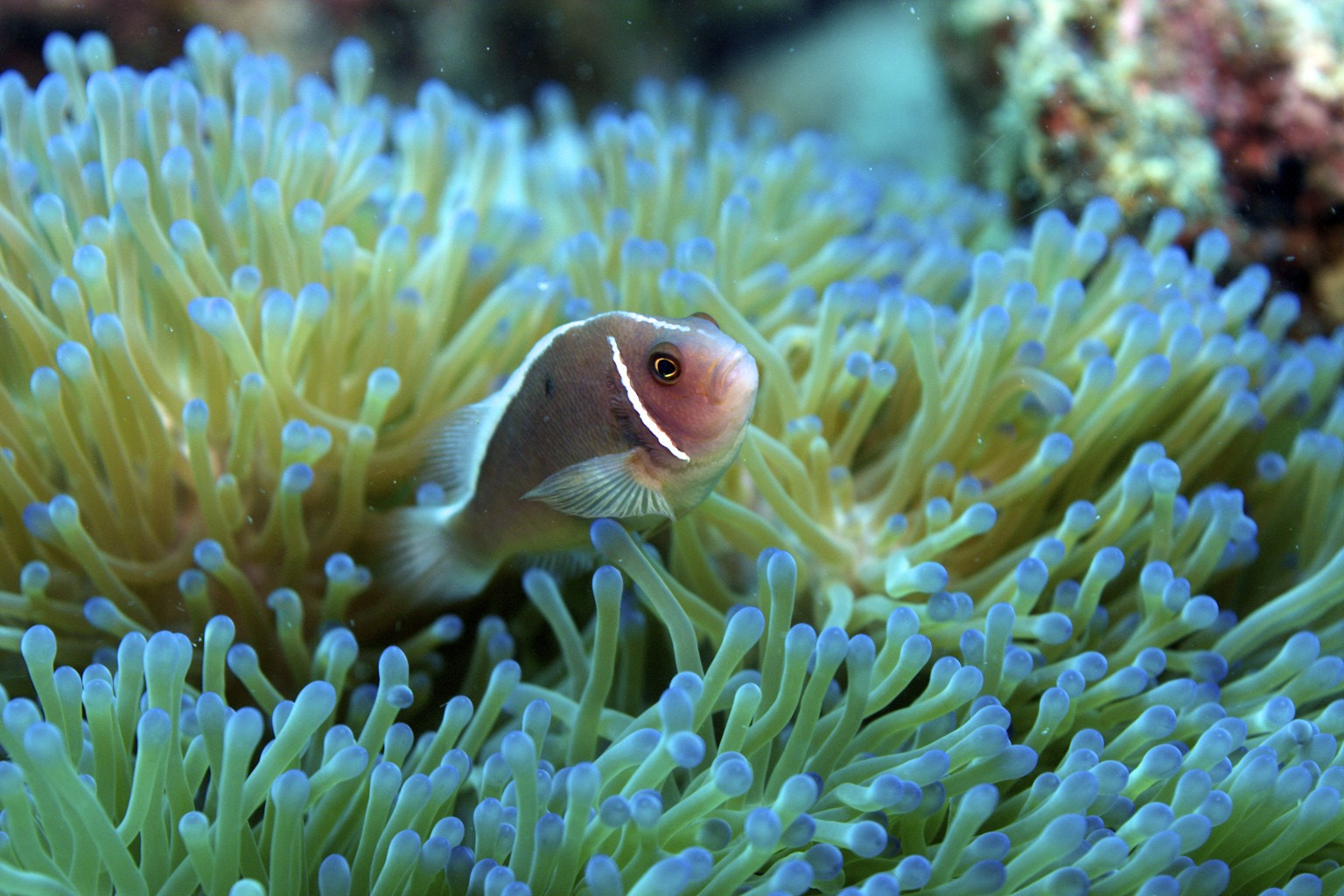 Pink anemone clownfish