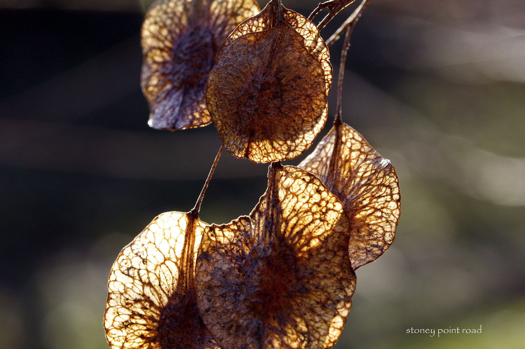 Canon EF-S 60mm F2.8 Macro USM sample photo. Round seeds photography