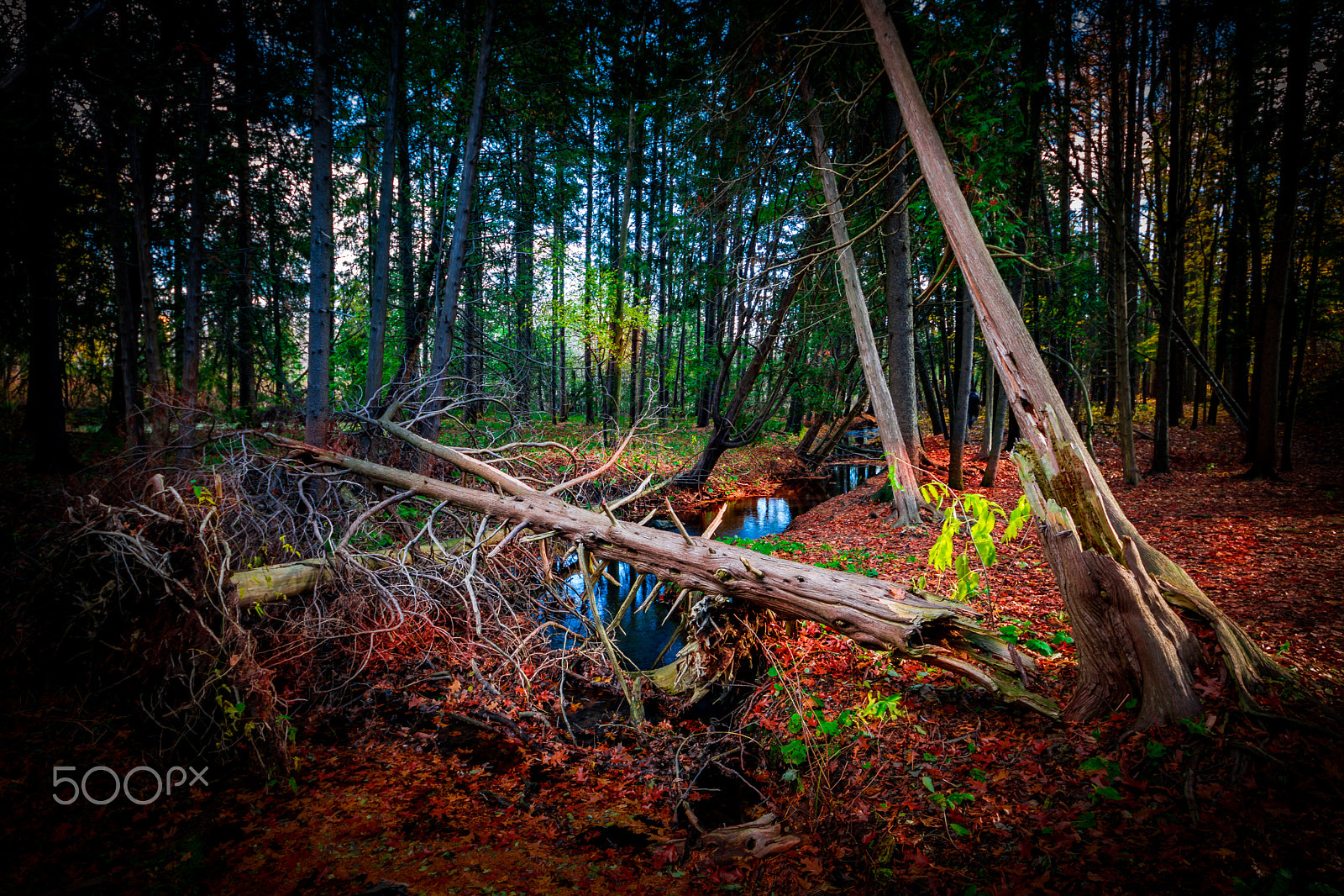 Sigma 8-16mm F4.5-5.6 DC HSM sample photo. Autumn forest 3 photography