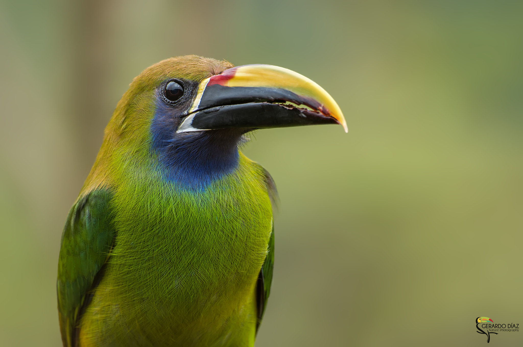 Pentax K-3 II + Sigma sample photo. Esmeral toucanet portrait photography