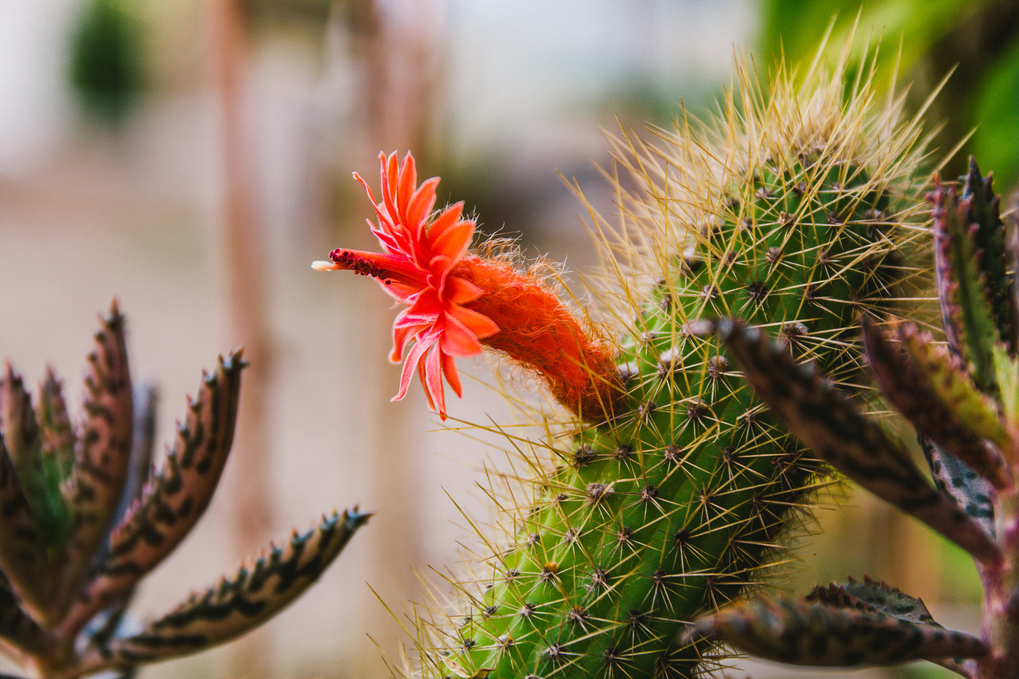 Sigma 17-70mm F2.8-4 DC Macro OS HSM sample photo. Cactus flower photography