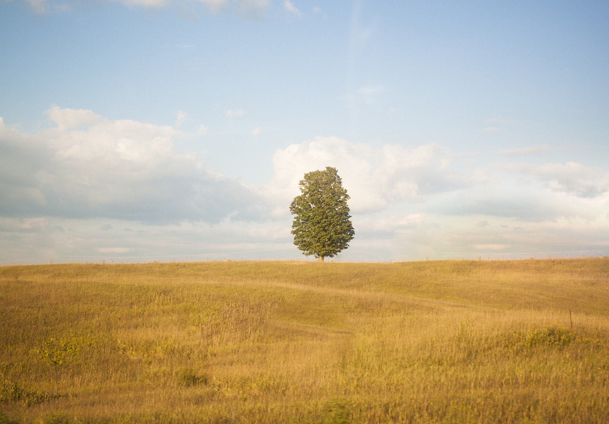 Canon EF-S 24mm F2.8 STM sample photo. Lonely tree photography