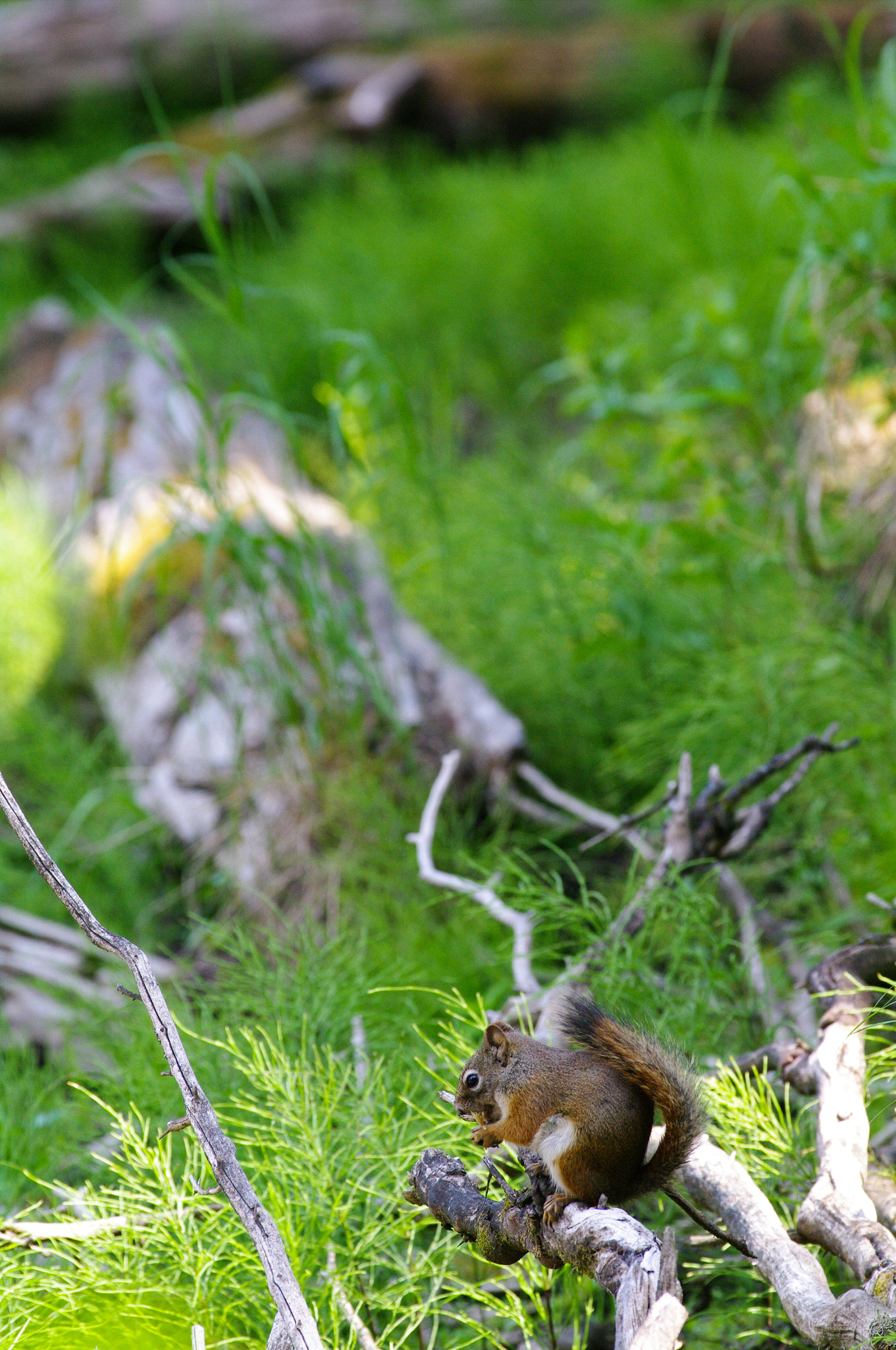 Pentax smc DA* 300mm F4.0 ED (IF) SDM sample photo. Lunch interupted photography