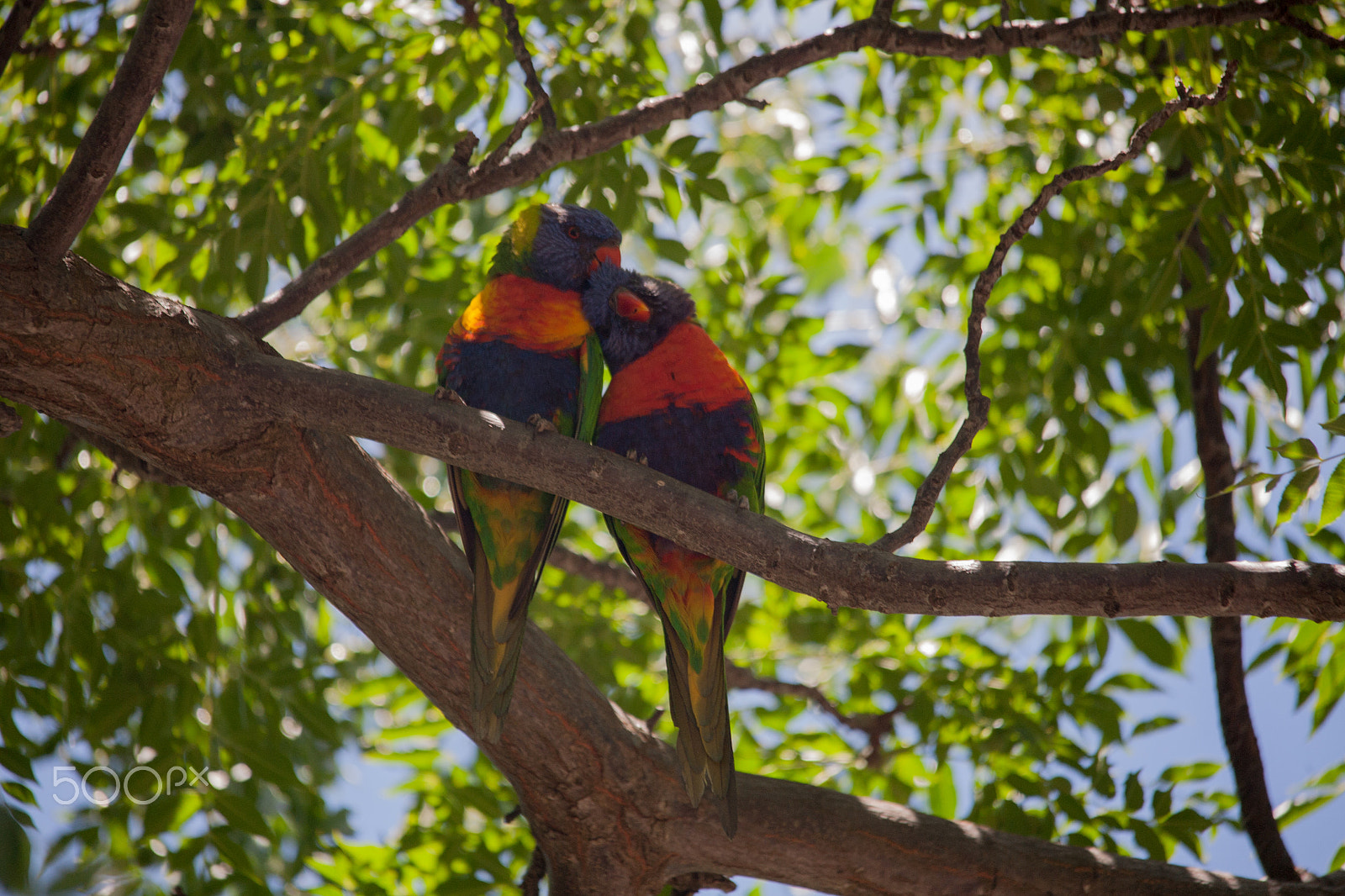 Sigma 150-500mm F5-6.3 DG OS HSM sample photo. Love birds photography