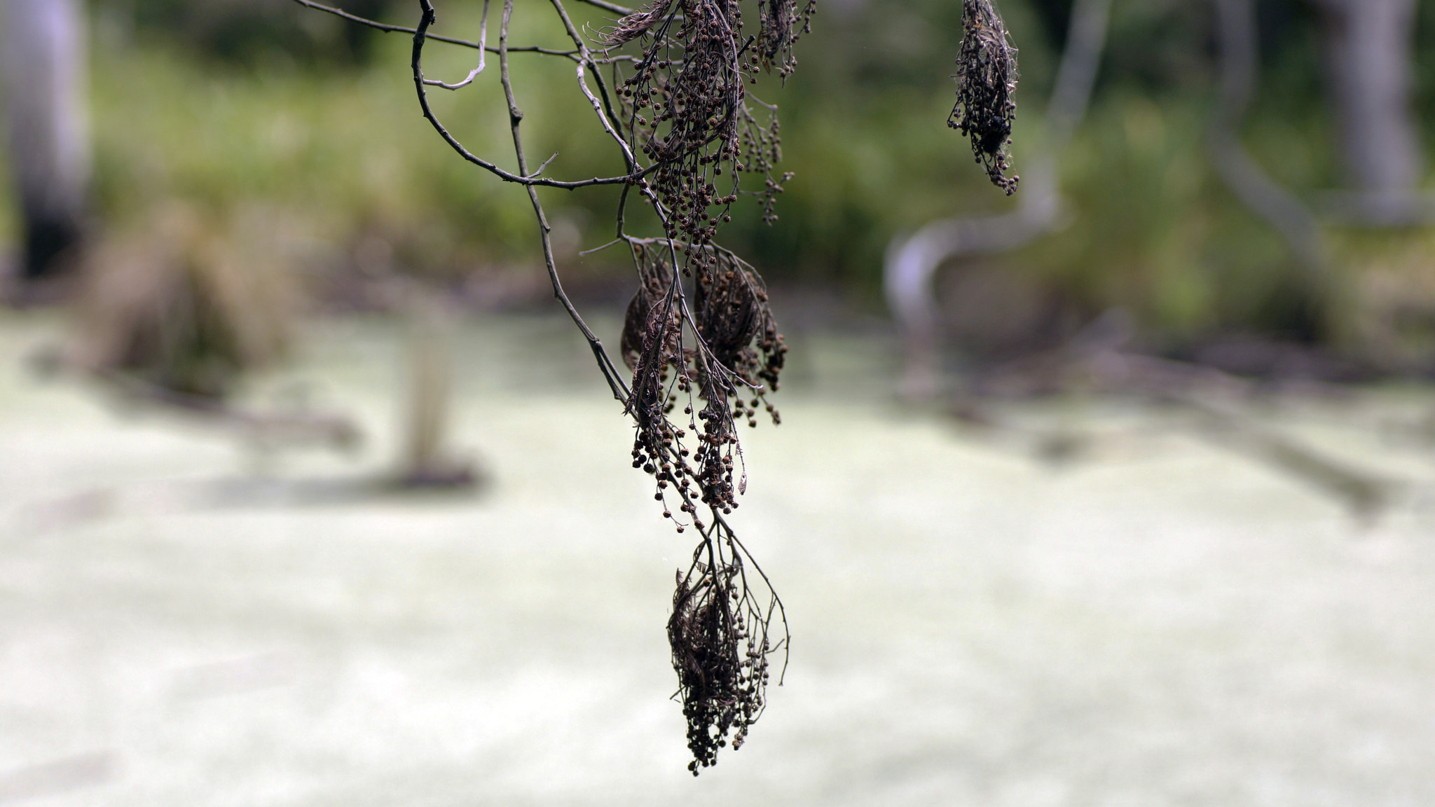 Sony SLT-A65 (SLT-A65V) + Tamron SP AF 90mm F2.8 Di Macro sample photo. Hanging branch over lake photography