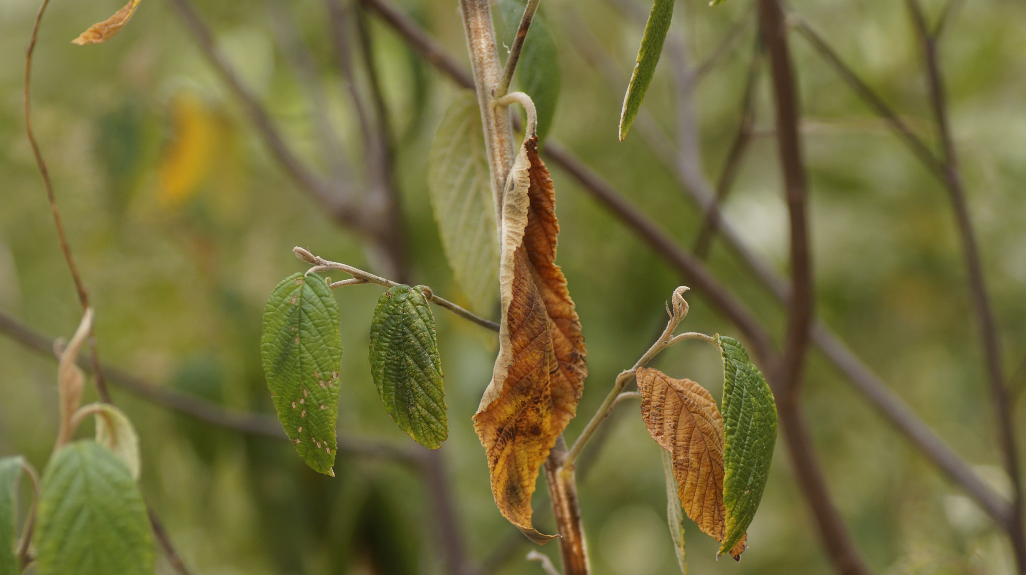 Sony SLT-A65 (SLT-A65V) + Tamron SP AF 90mm F2.8 Di Macro sample photo. Burnt leaf photography