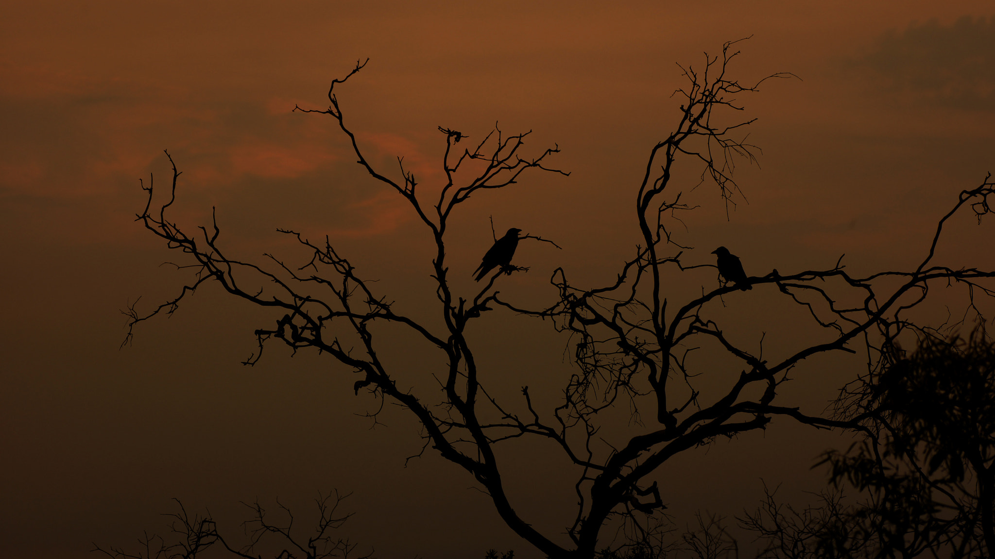 Sony SLT-A65 (SLT-A65V) + Tamron SP AF 90mm F2.8 Di Macro sample photo. Orange sunset photography