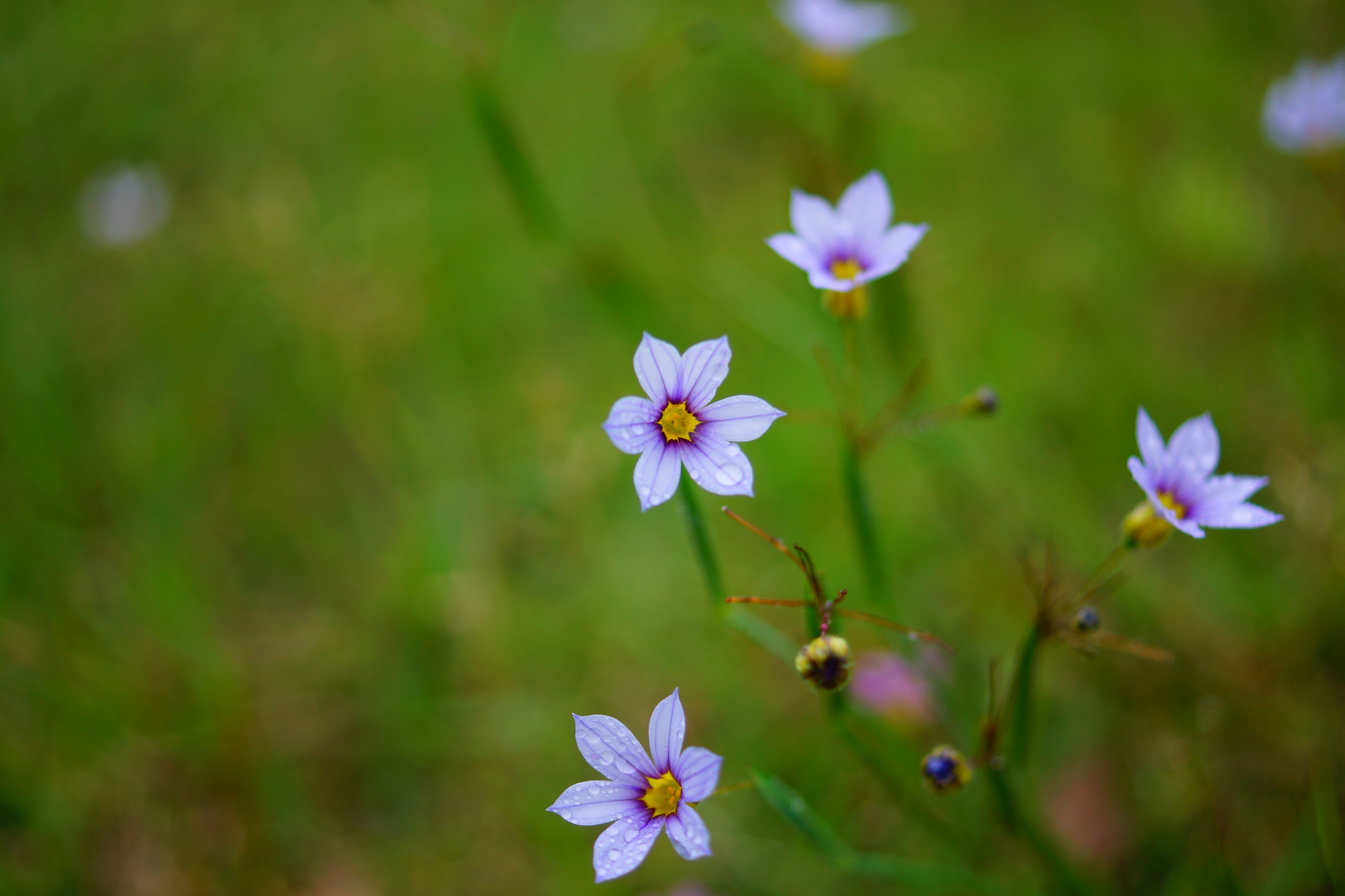 Sony SLT-A65 (SLT-A65V) + Sony DT 30mm F2.8 Macro SAM sample photo. Beautiful blue gass flowers photography