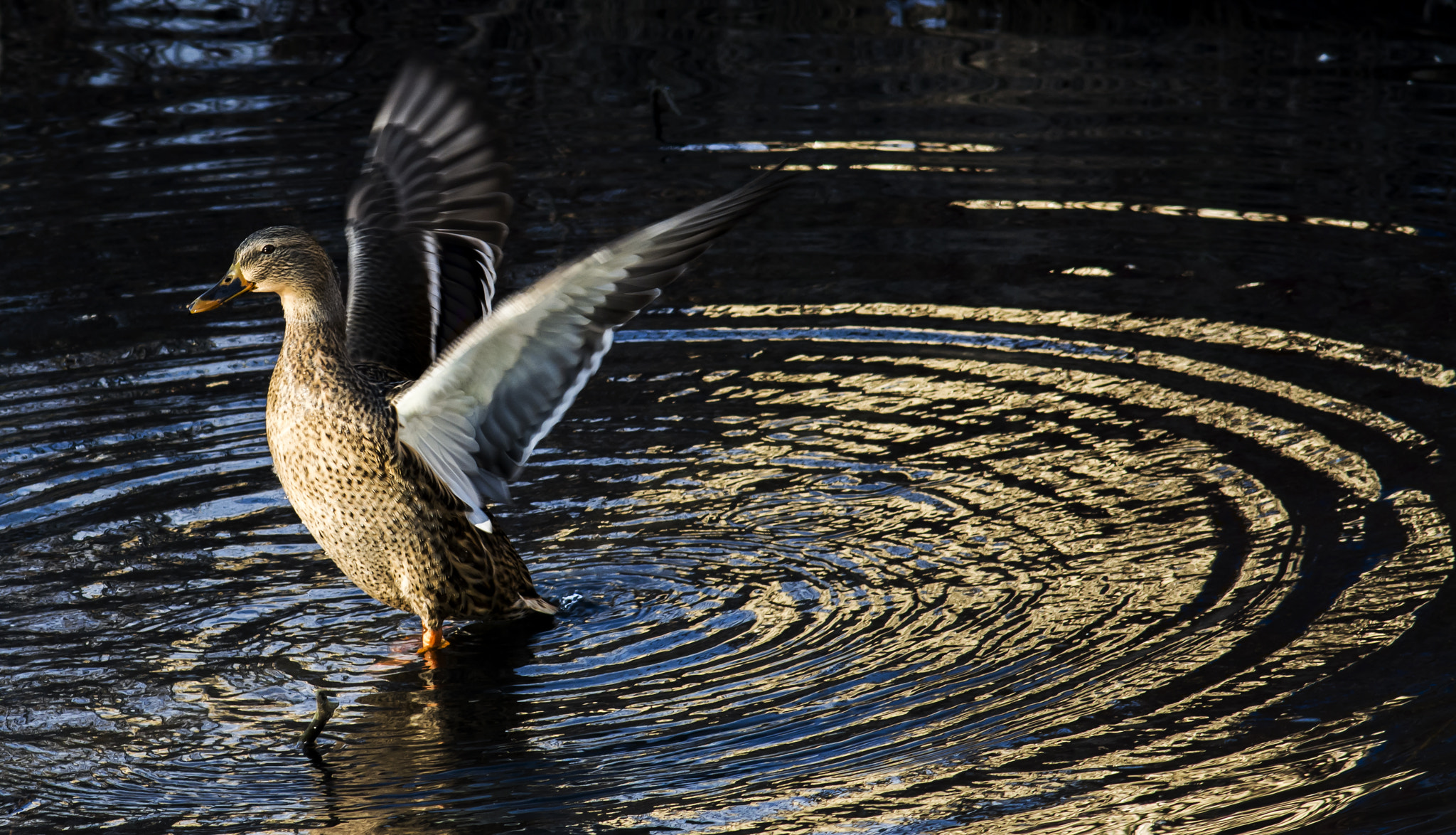 Nikon D7100 + AF Nikkor 180mm f/2.8 IF-ED sample photo. Rising up photography