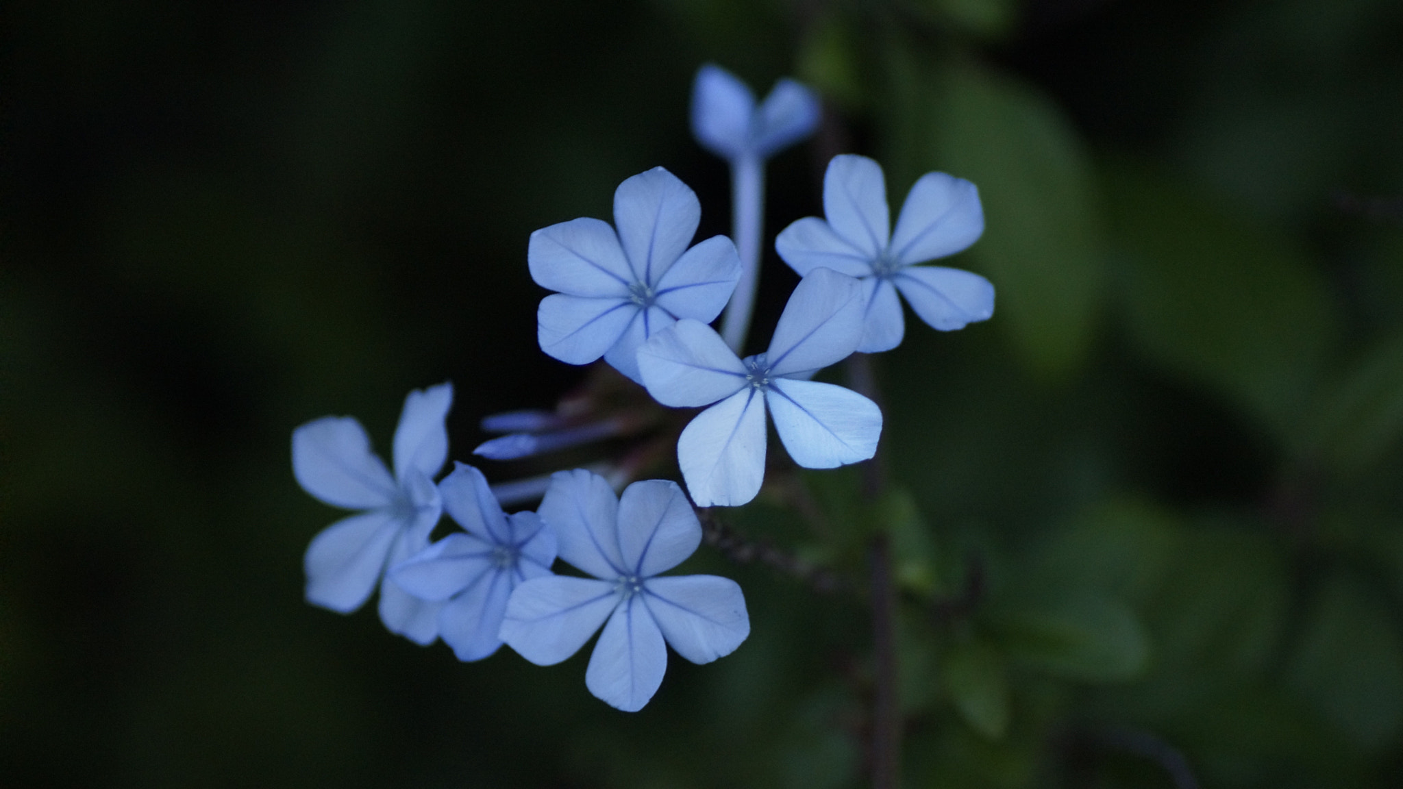 Sony SLT-A65 (SLT-A65V) + Tamron SP AF 90mm F2.8 Di Macro sample photo. Blue flower photography
