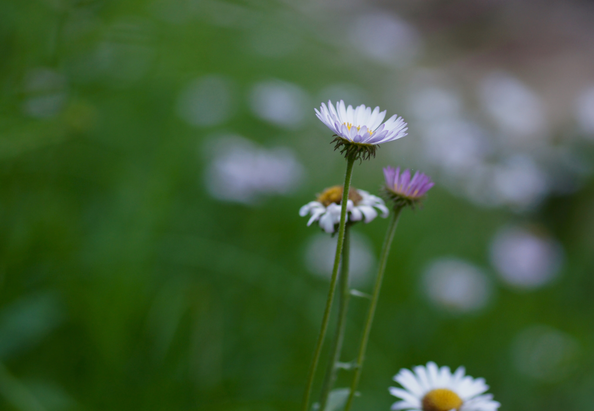 Sony SLT-A55 (SLT-A55V) + Sigma 70mm F2.8 EX DG Macro sample photo. Blossom off the trail photography