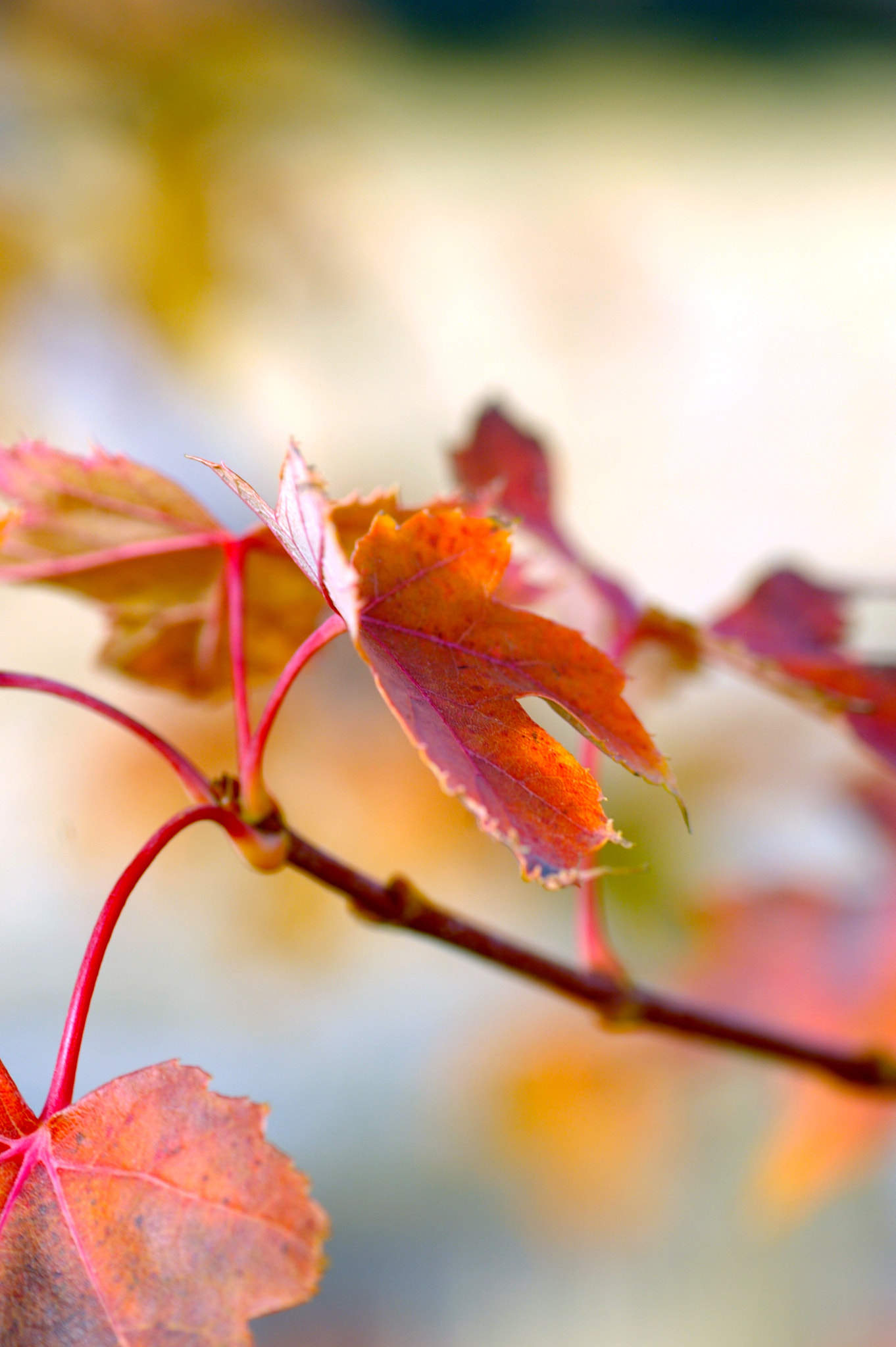 Pentax *ist DL + Tamron SP AF 90mm F2.8 Di Macro sample photo. Fall leaves photography