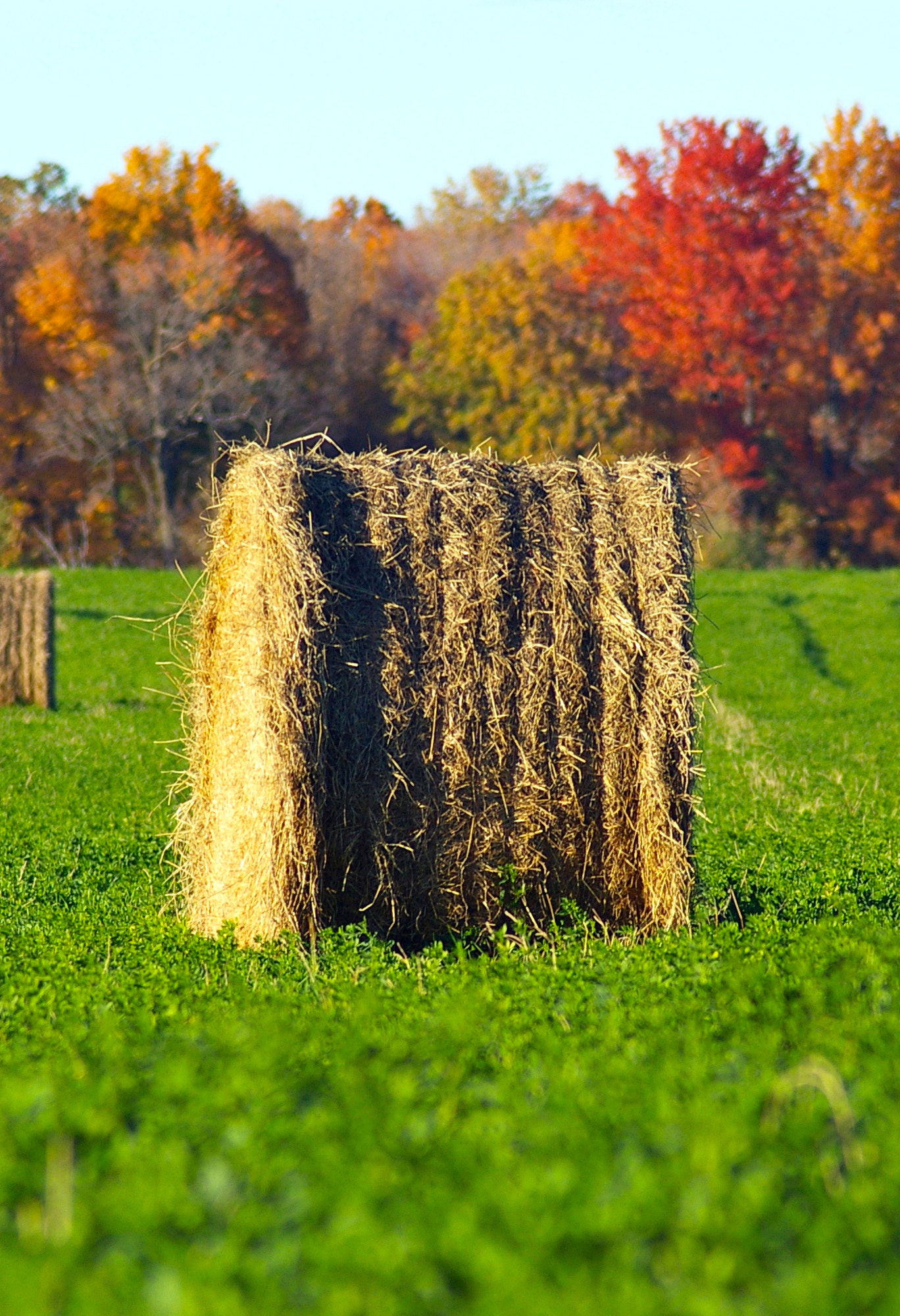 Pentax *ist DL sample photo. Hay in field photography