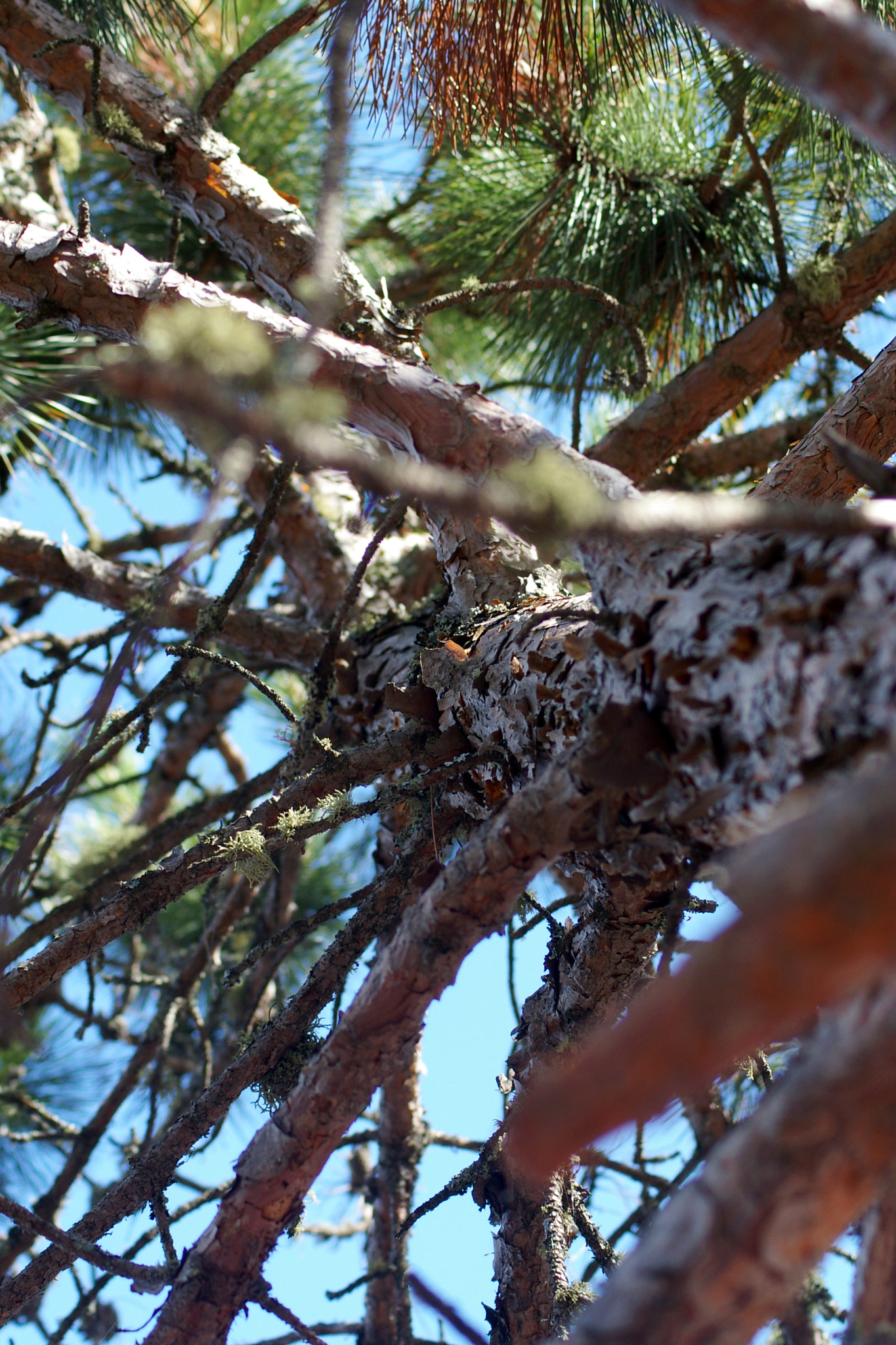 Pentax *ist DL sample photo. Pine up photography