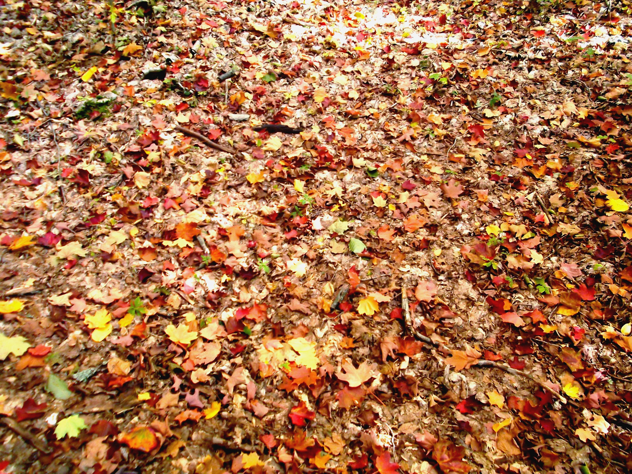 Fujifilm FinePix JX370 sample photo. Leaves on the ground photography