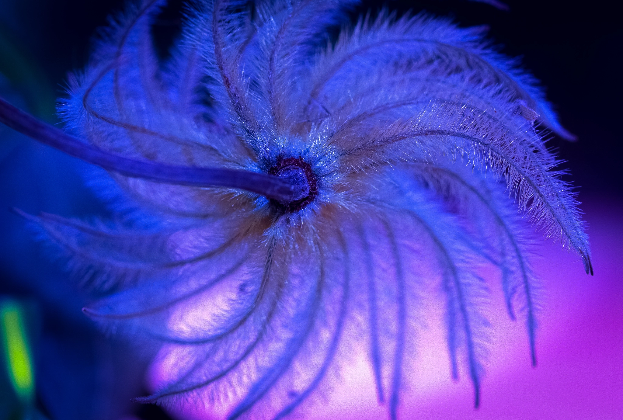 Canon EF-S 60mm F2.8 Macro USM sample photo. Opening to dreams photography