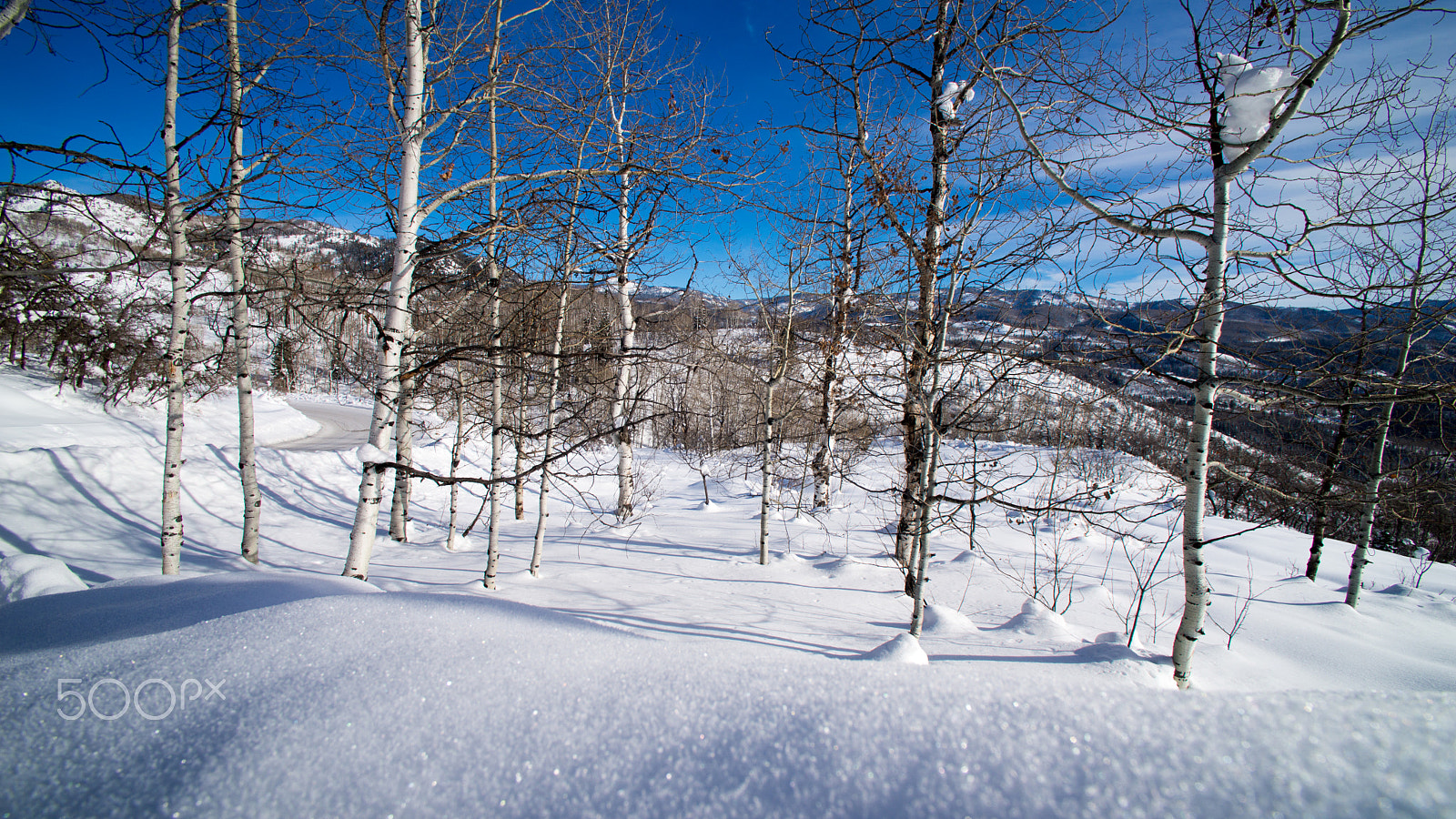 Tokina AT-X 17 AF 17mm F3.5 sample photo. Trees photography