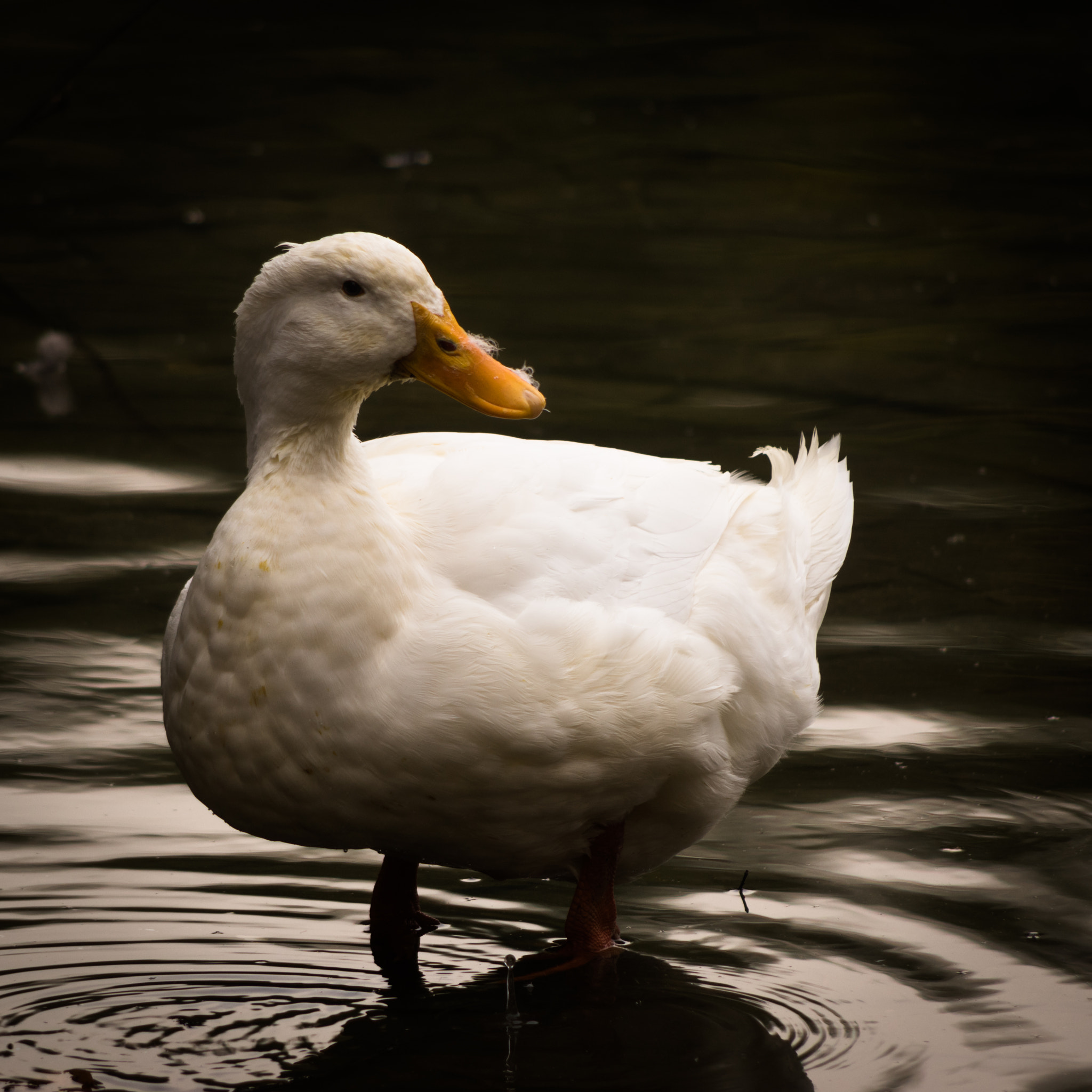 Pentax smc DA 55-300mm F4.0-5.8 ED sample photo. Duck photography