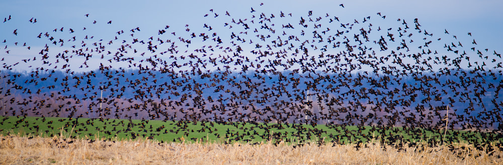 Nikon D600 + Nikon AF Nikkor 180mm F2.8D ED-IF sample photo. Da birds photography
