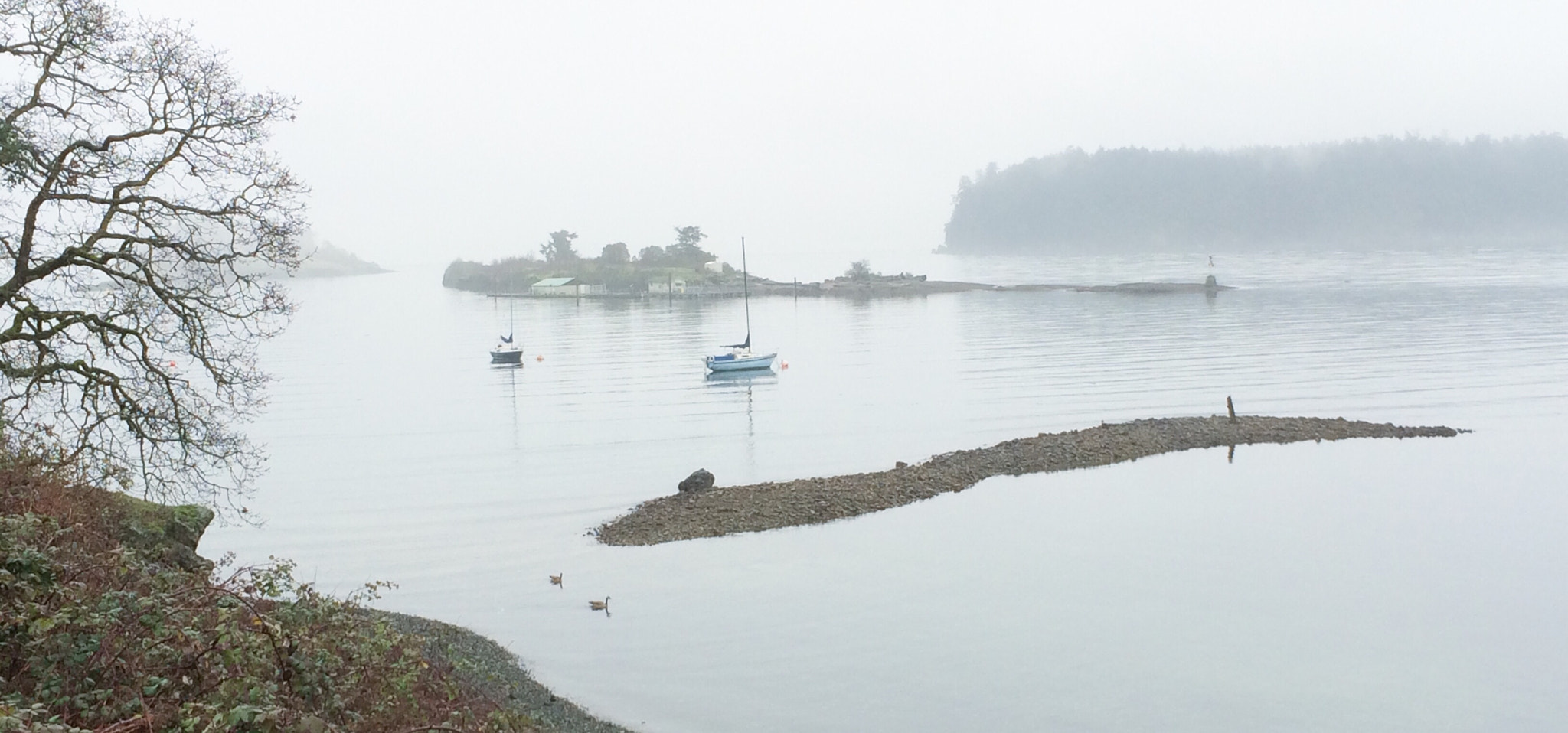 Apple iPhone6,1 sample photo. Foggy winter seascape, departure bay, vancouver island, bc, canada. photography