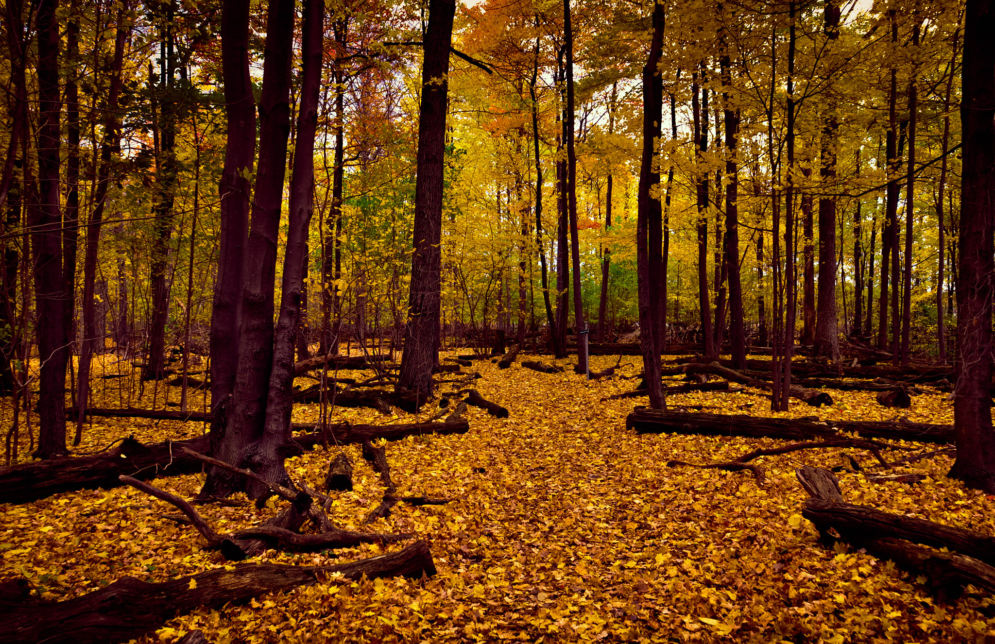 Nikon D90 + Nikon AF Nikkor 20mm F2.8D sample photo. Cootes paradise photography