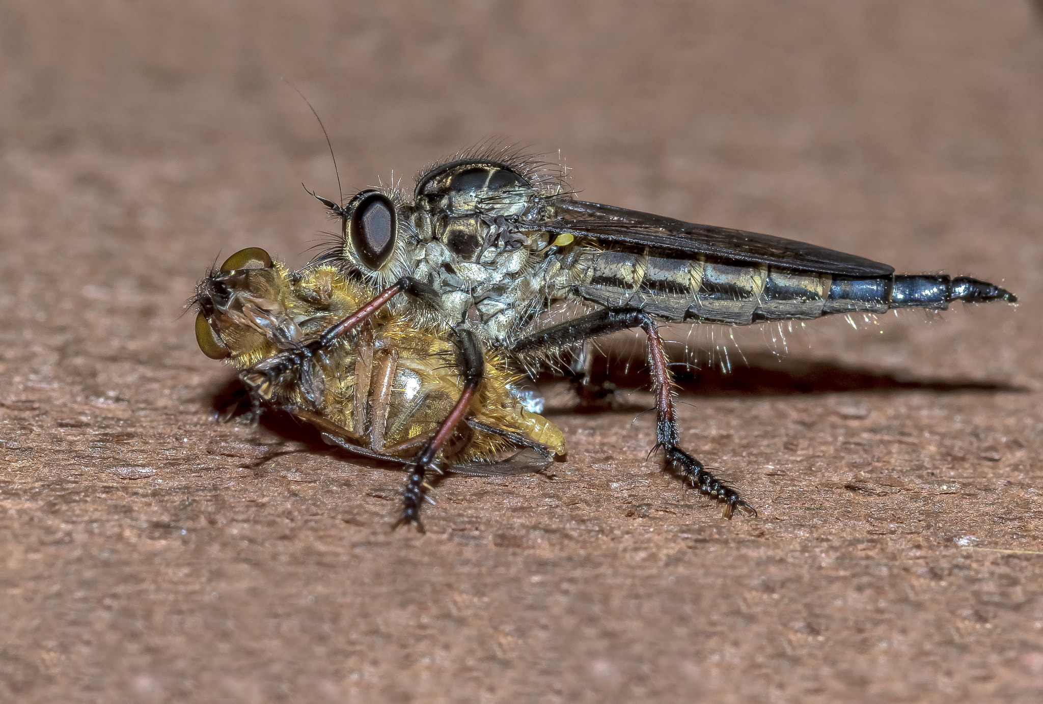 Canon EF 100mm F2.8 Macro USM sample photo. Robber fly photography