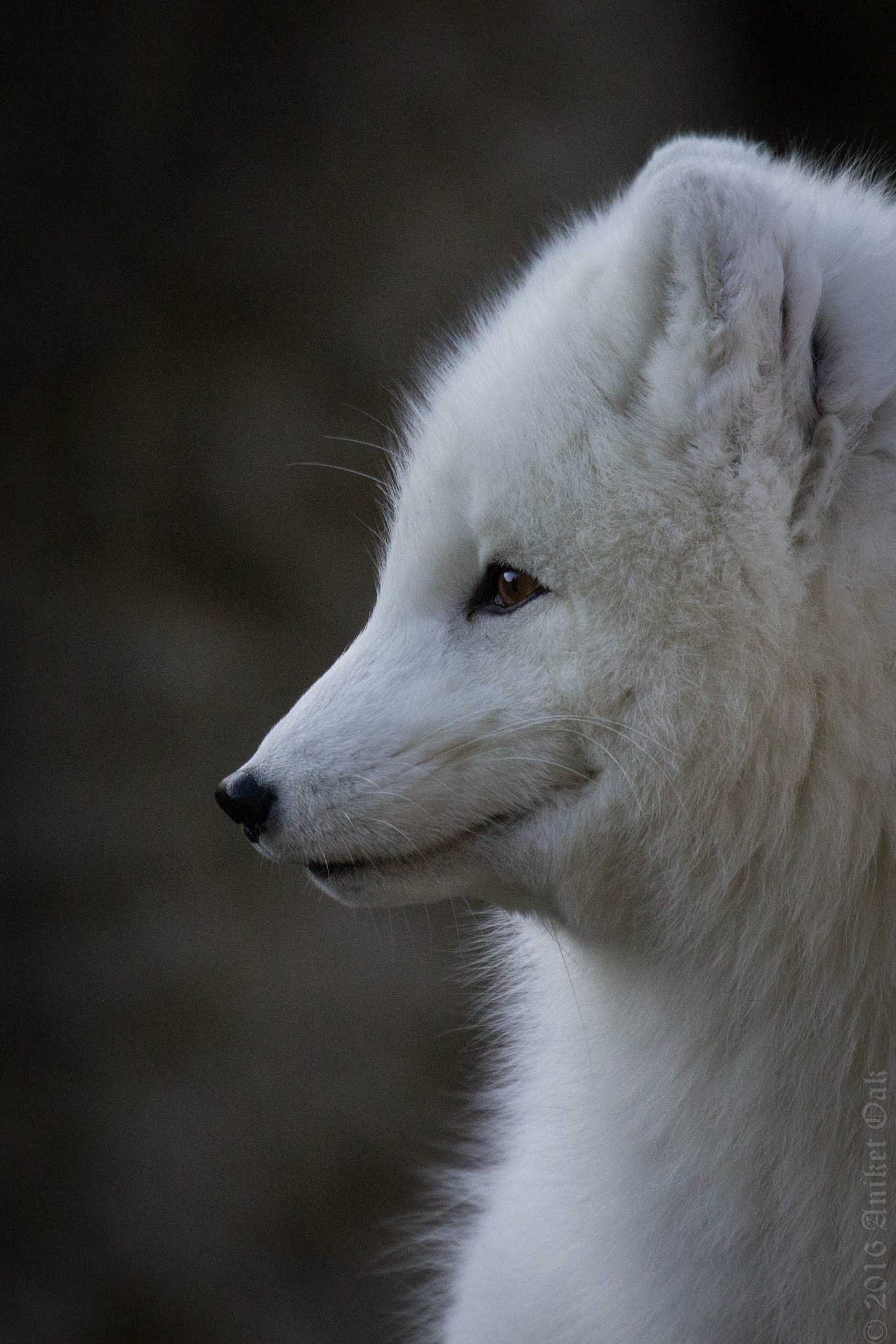 Canon EF 100-400mm F4.5-5.6L IS USM sample photo. Smiley fox photography