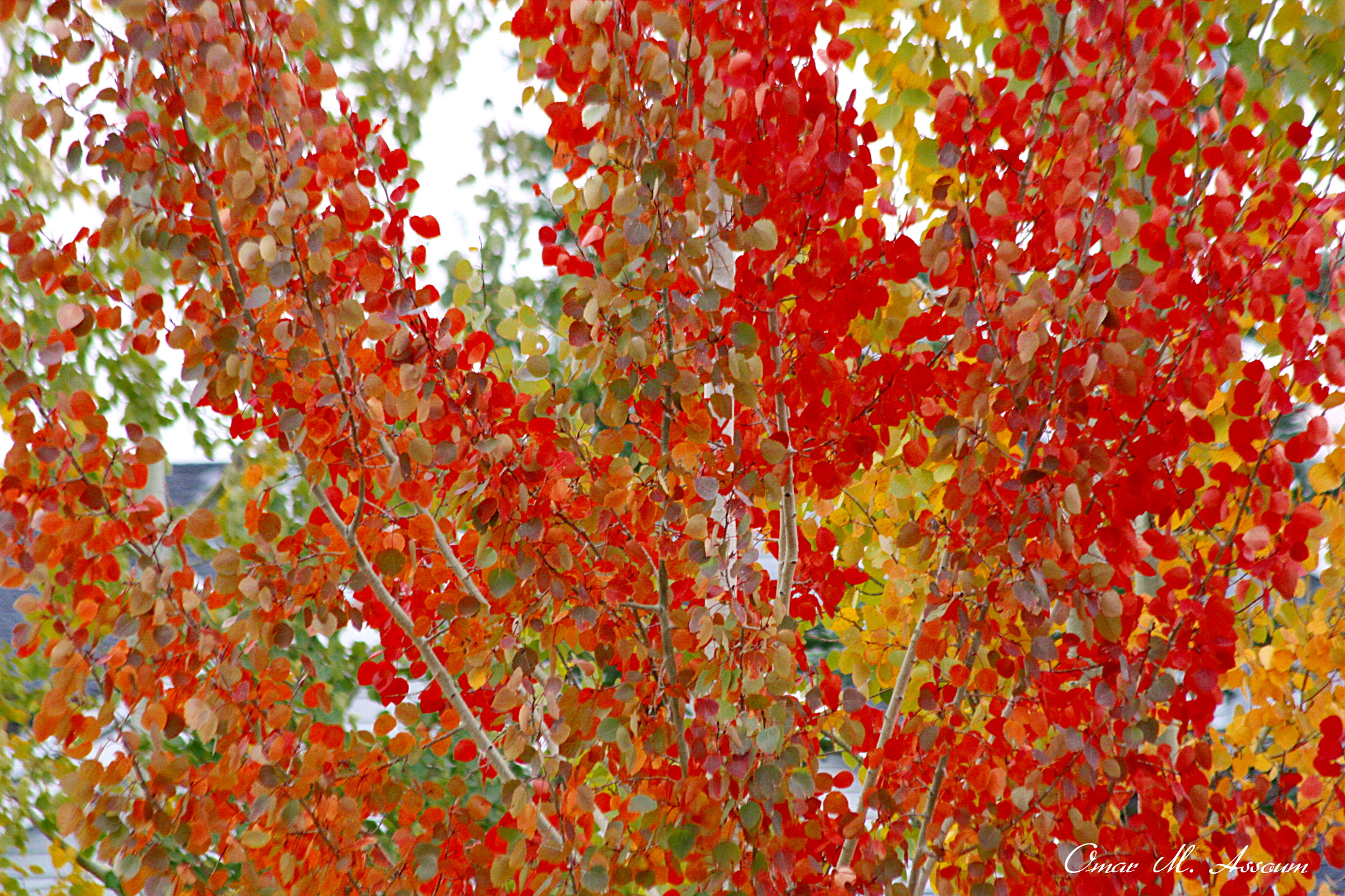 Canon EF 75-300mm F4.0-5.6 IS USM sample photo. Full of colors photography