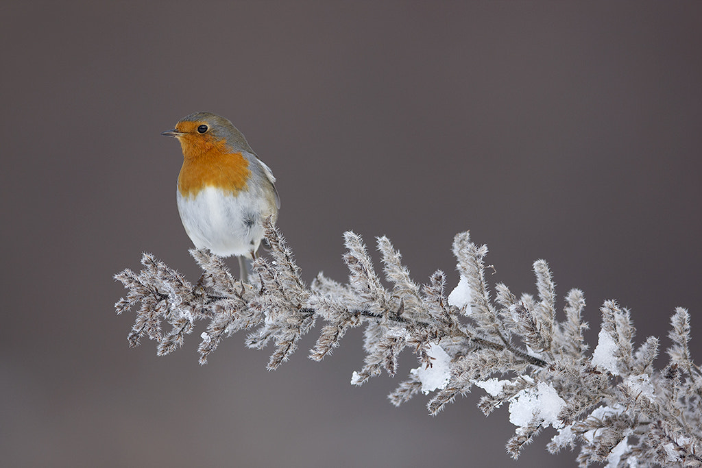 Canon EF 400mm F2.8L IS II USM sample photo. Robin photography