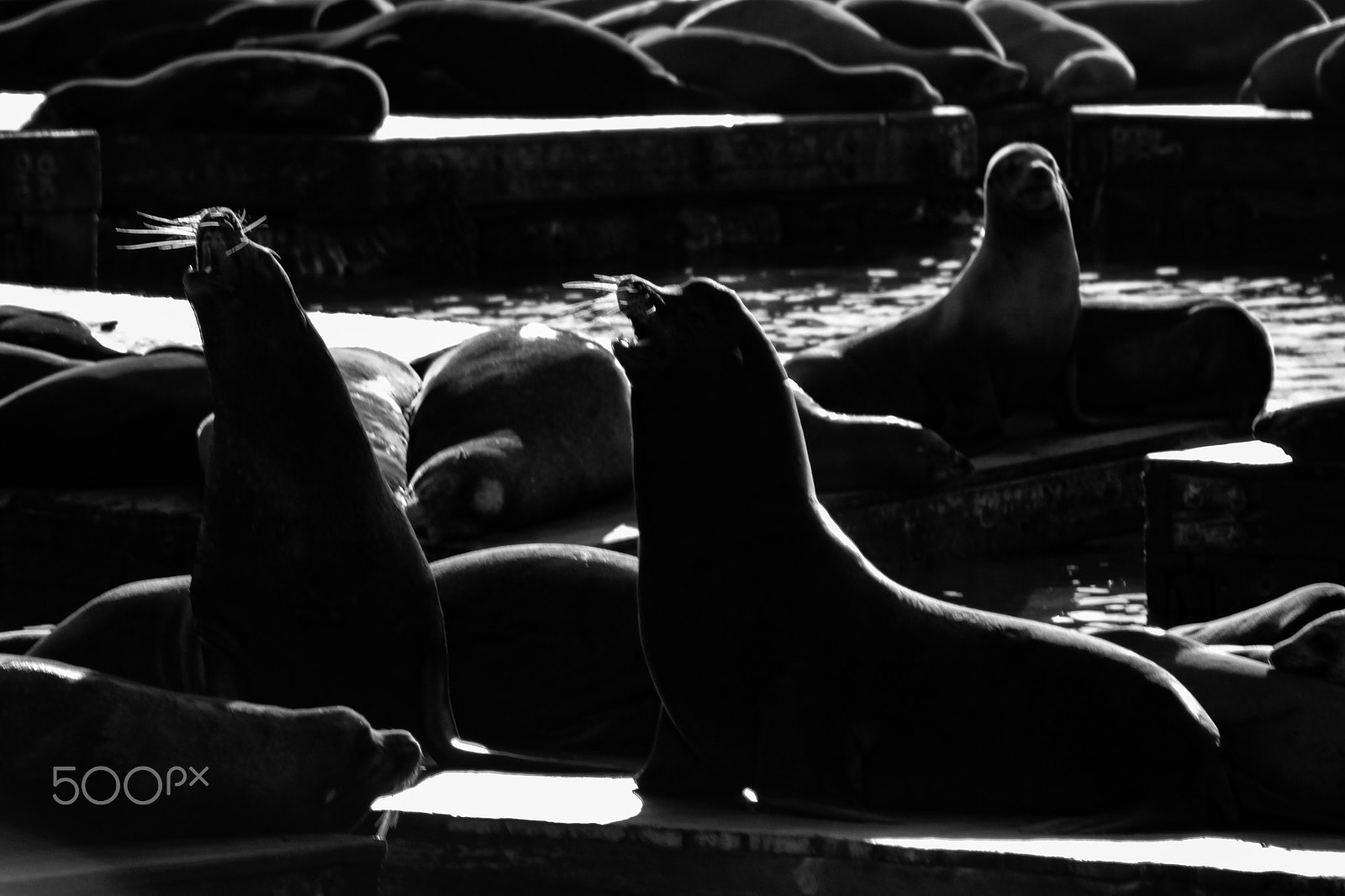 Canon EOS 550D (EOS Rebel T2i / EOS Kiss X4) sample photo. Seals of pier 39 photography