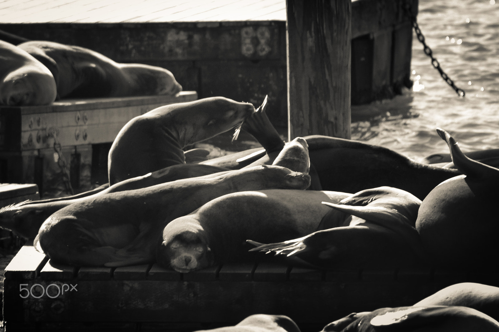 Canon EOS 550D (EOS Rebel T2i / EOS Kiss X4) sample photo. Seals of pier 39 photography