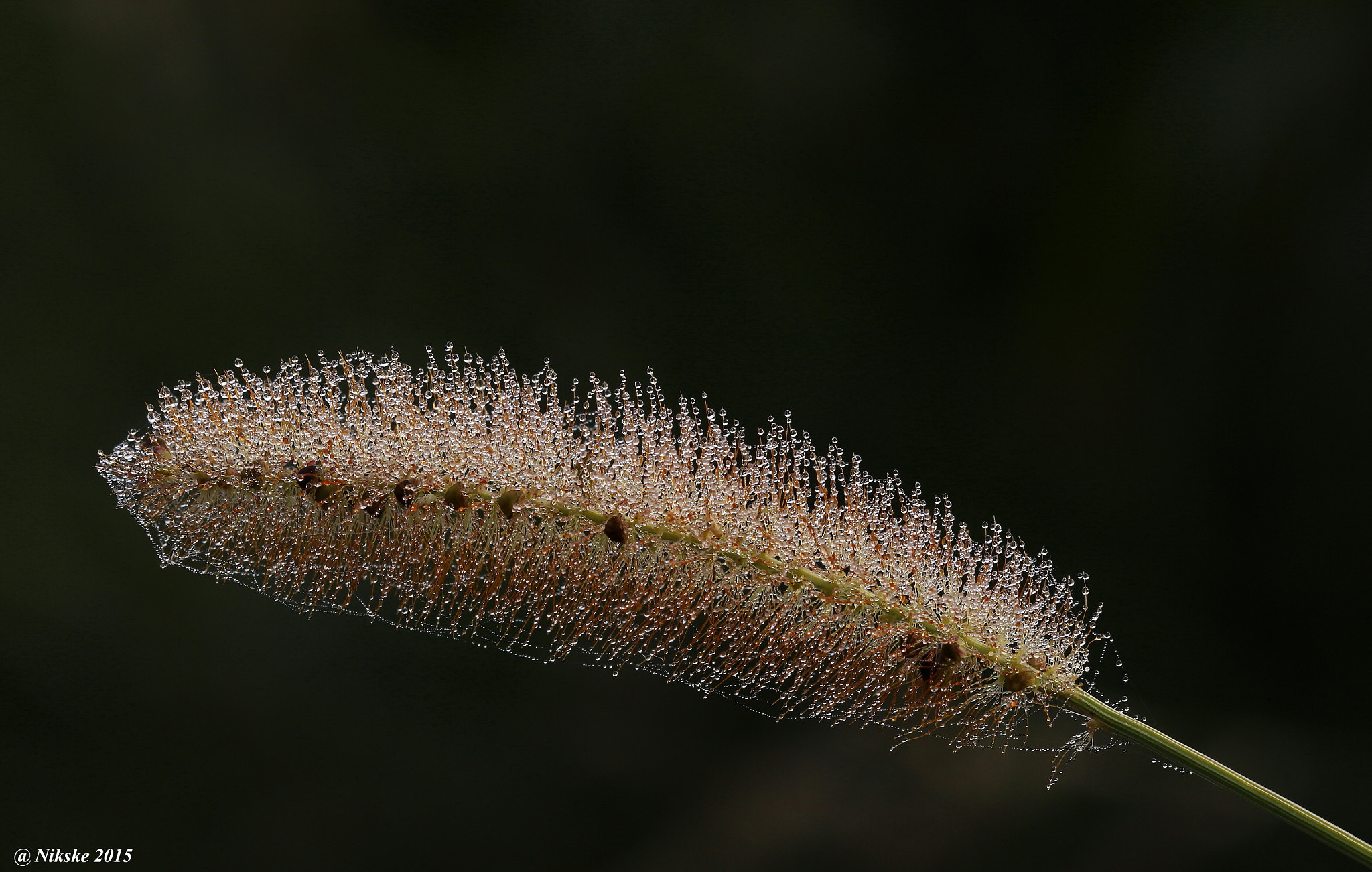 Canon EOS 700D (EOS Rebel T5i / EOS Kiss X7i) + Canon EF 100mm F2.8 Macro USM sample photo. Licht & dauw / light & dew photography