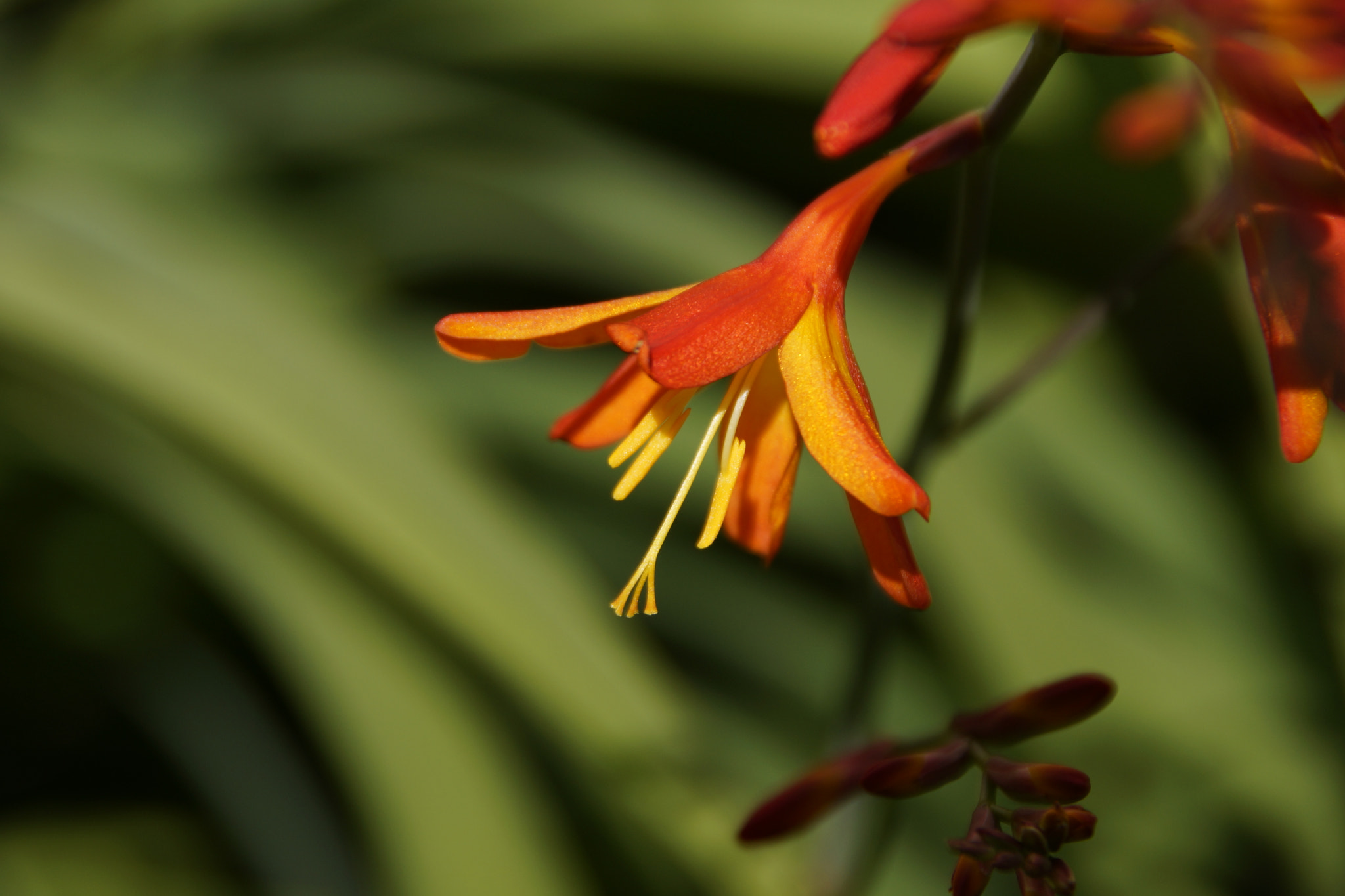 Sony SLT-A77 + Tamron Lens (255) sample photo. Orange framed photography