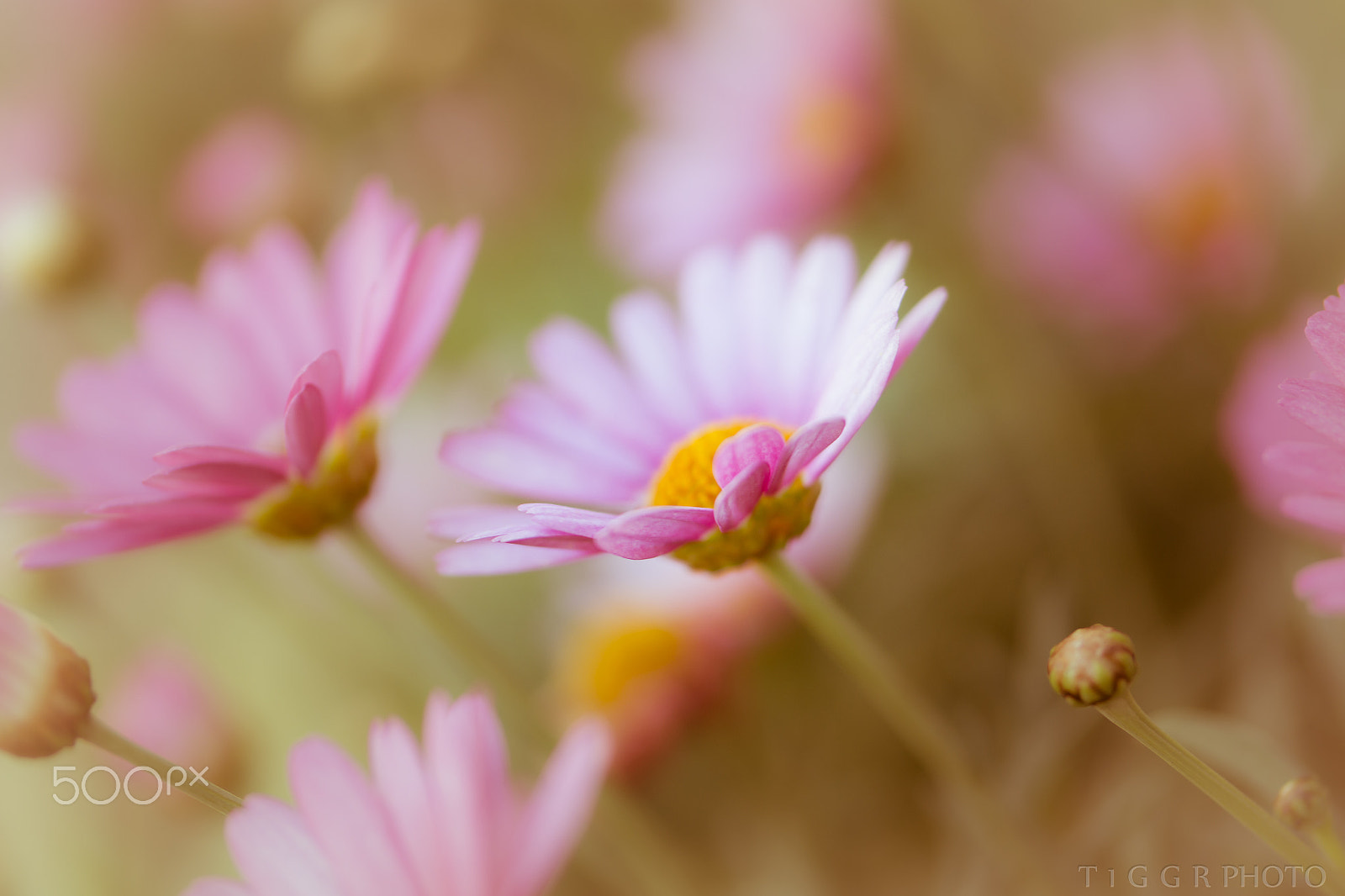 Samsung NX 60mm F2.8 Macro ED OIS SSA sample photo. Anticipation photography