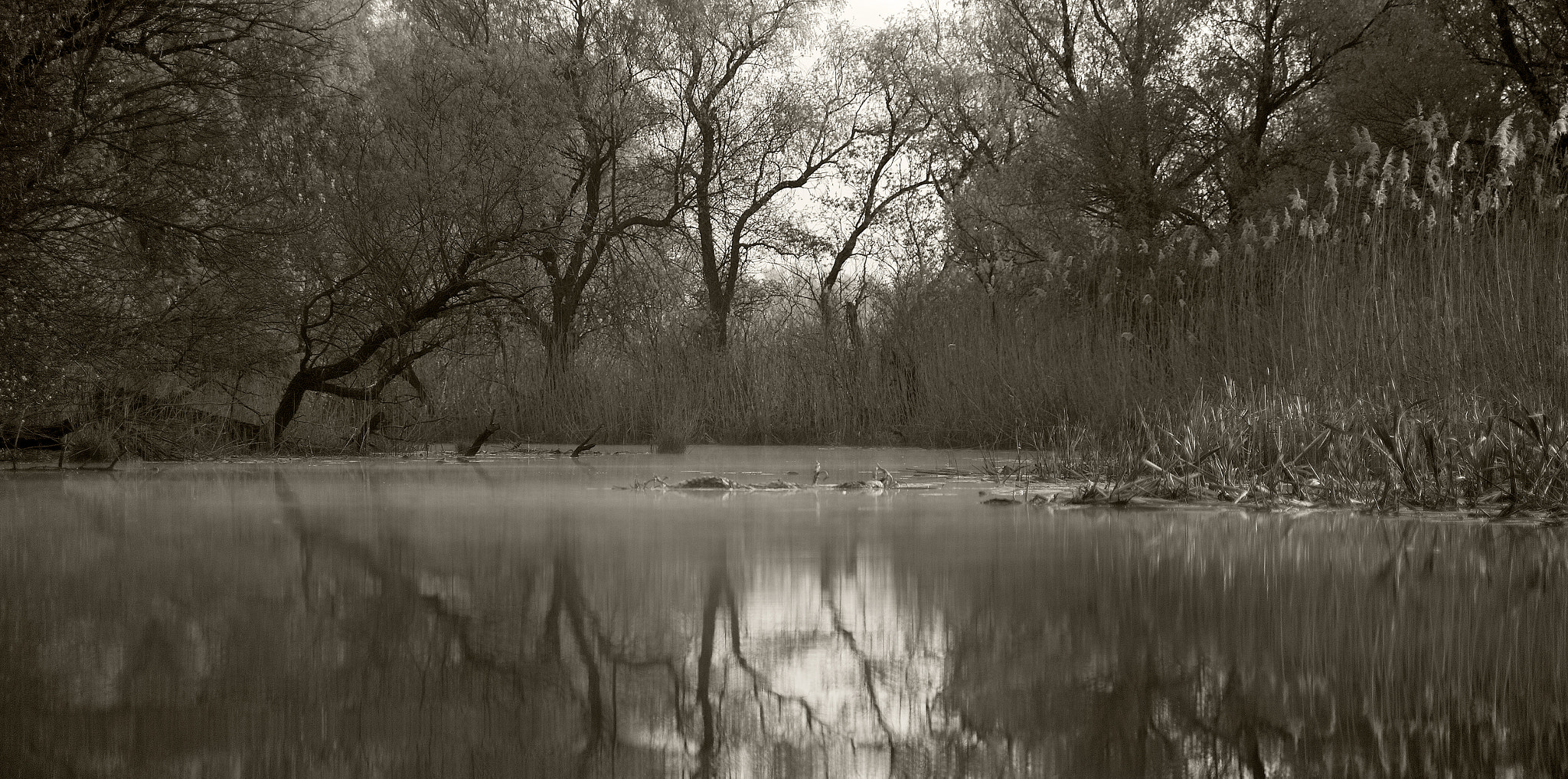 Canon EF 35-80mm f/4-5.6 sample photo. Forest silence photography