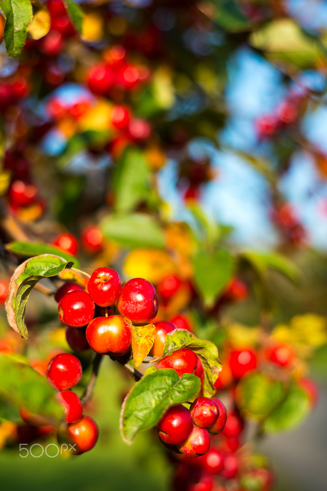 Nikon D800E + Nikon AF Nikkor 50mm F1.8D sample photo. Autumn berries photography