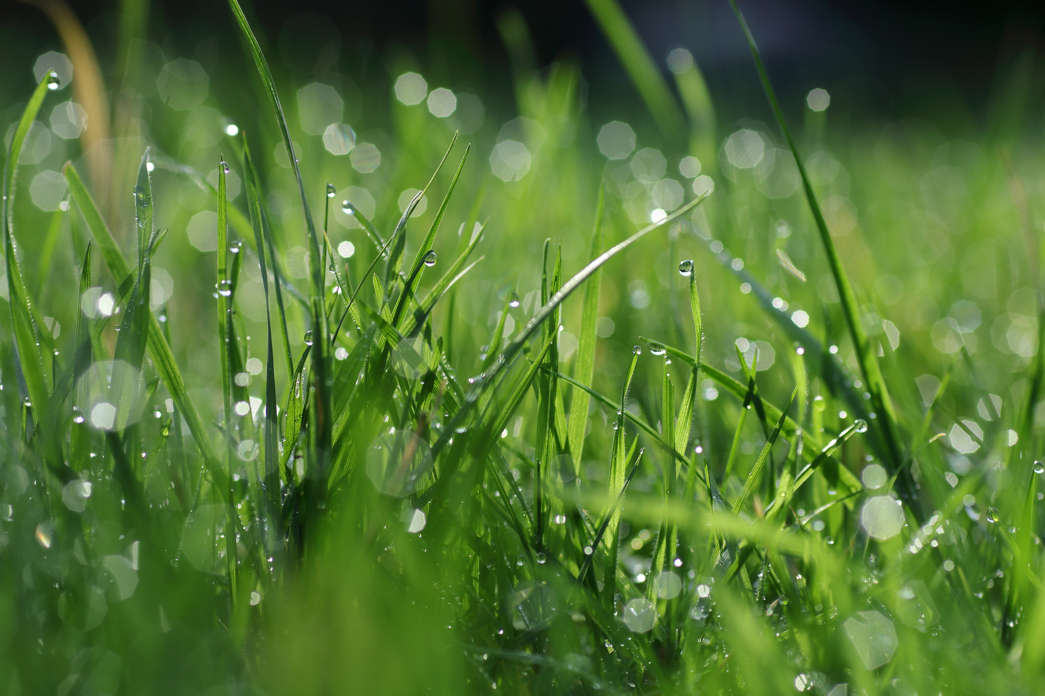 Sigma 70mm F2.8 EX DG Macro sample photo. Sunshine on a rainy day photography