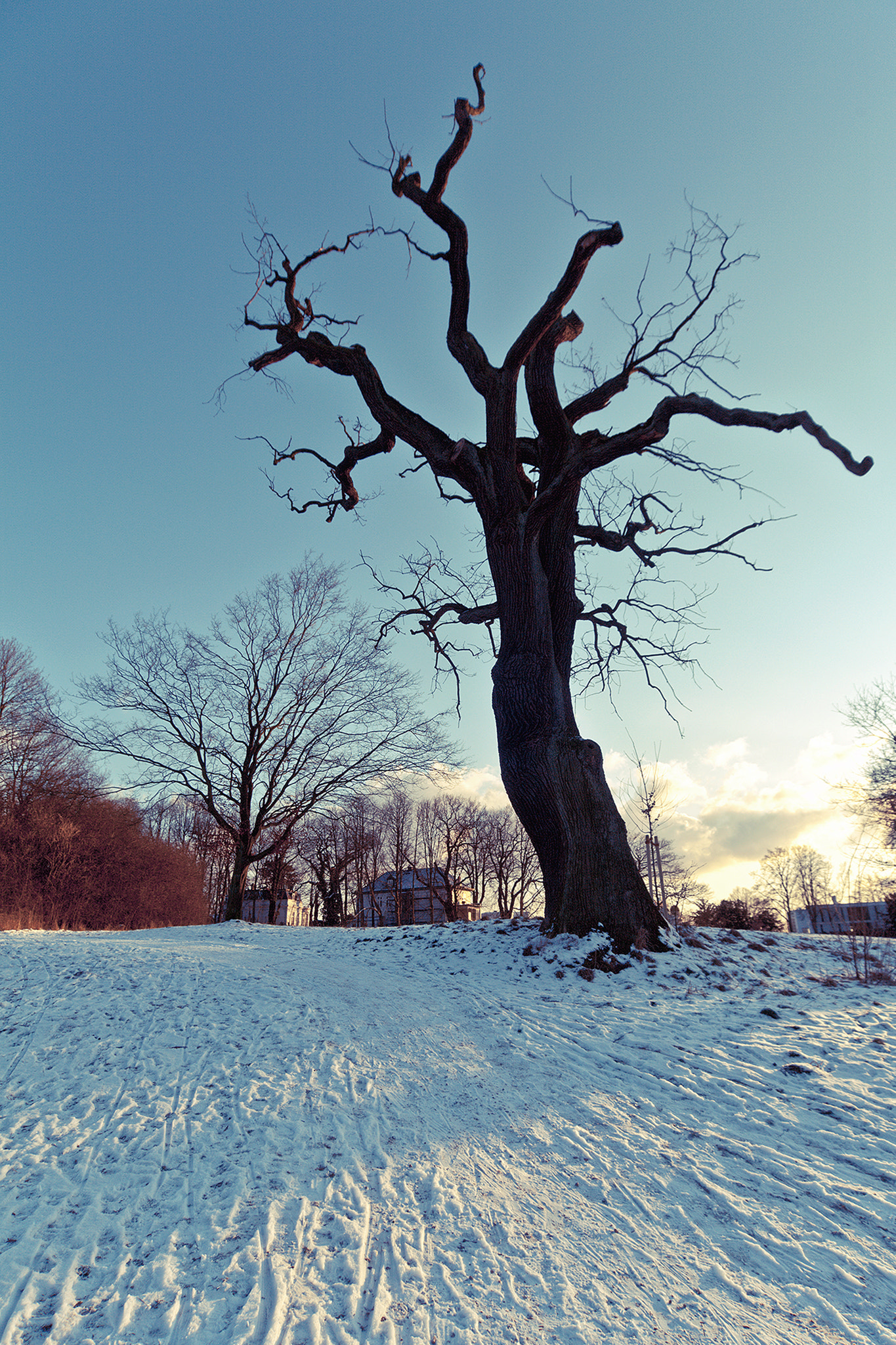 Sigma 17-35mm f/2.8-4 EX DG Aspherical HSM sample photo. Wintertime photography