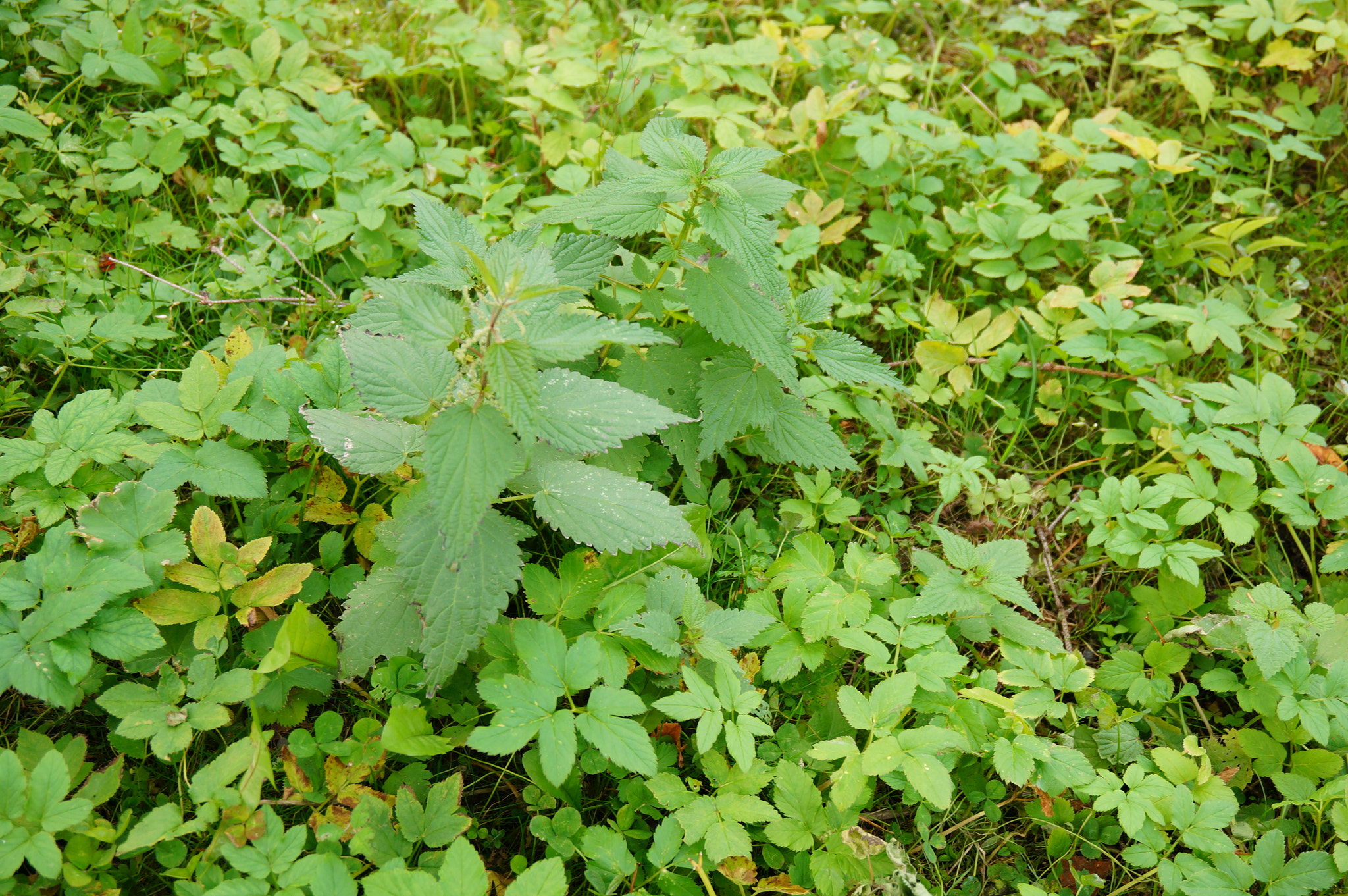 Sony E 16-50mm F3.5-5.6 PZ OSS sample photo. Nettle between many plants photography