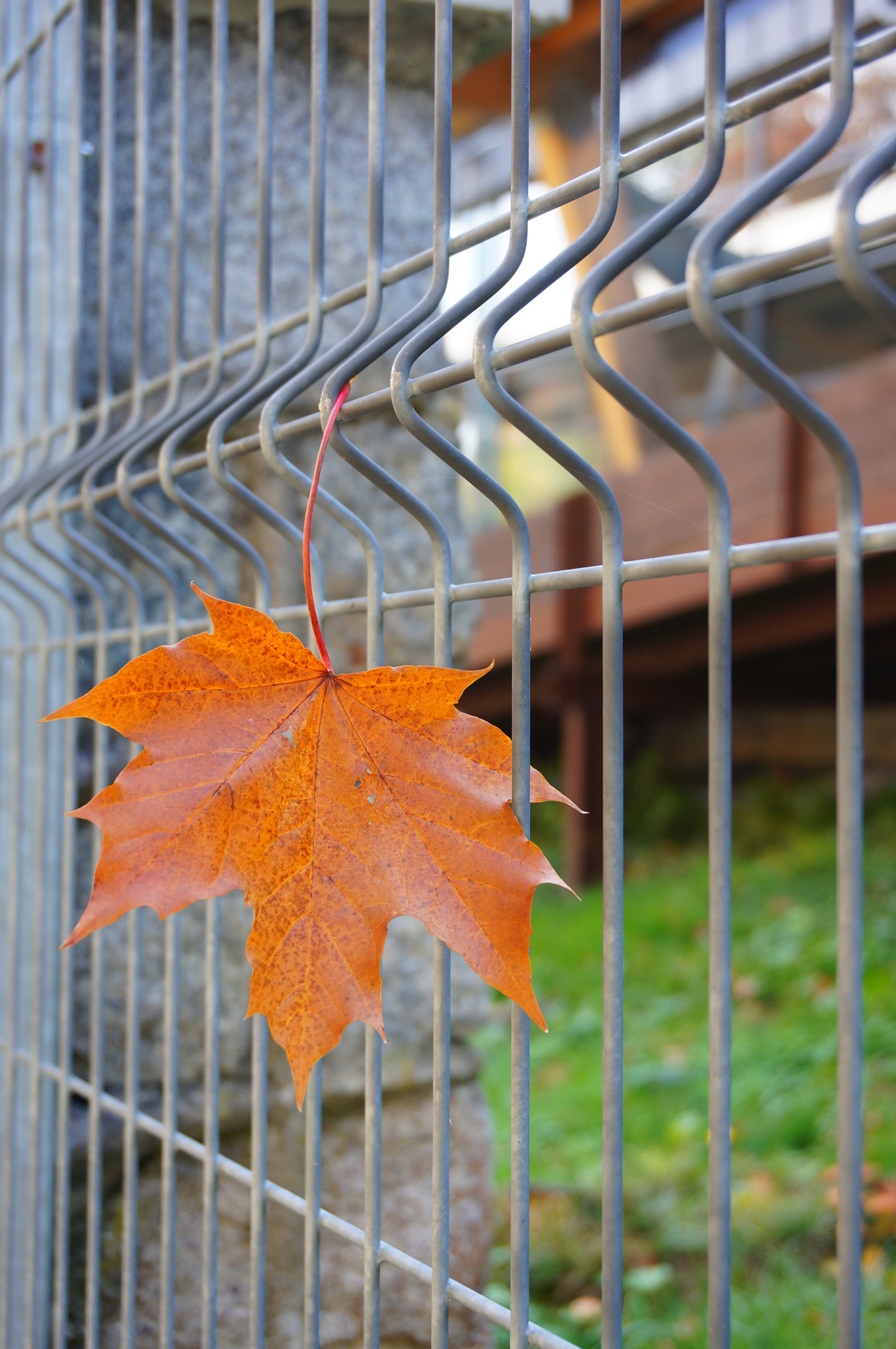Sony E 16-50mm F3.5-5.6 PZ OSS sample photo. Autumn leaf on metal fence photography