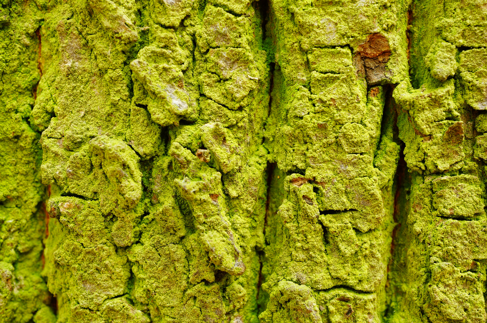 Sony Alpha NEX-6 + Sony E 30mm F3.5 Macro sample photo. Close-up of tree bark photography