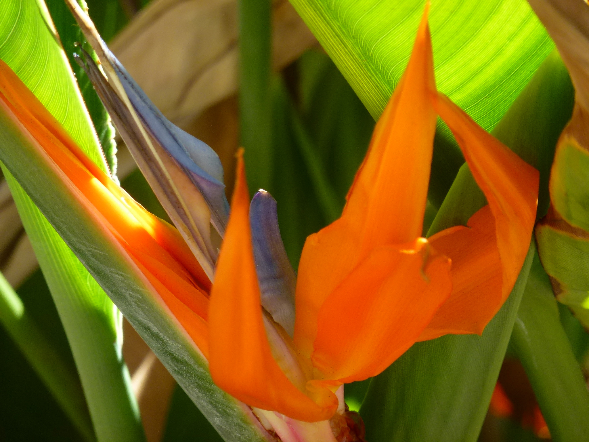 Panasonic DMC-ZS10 sample photo. Bird of paradise photography