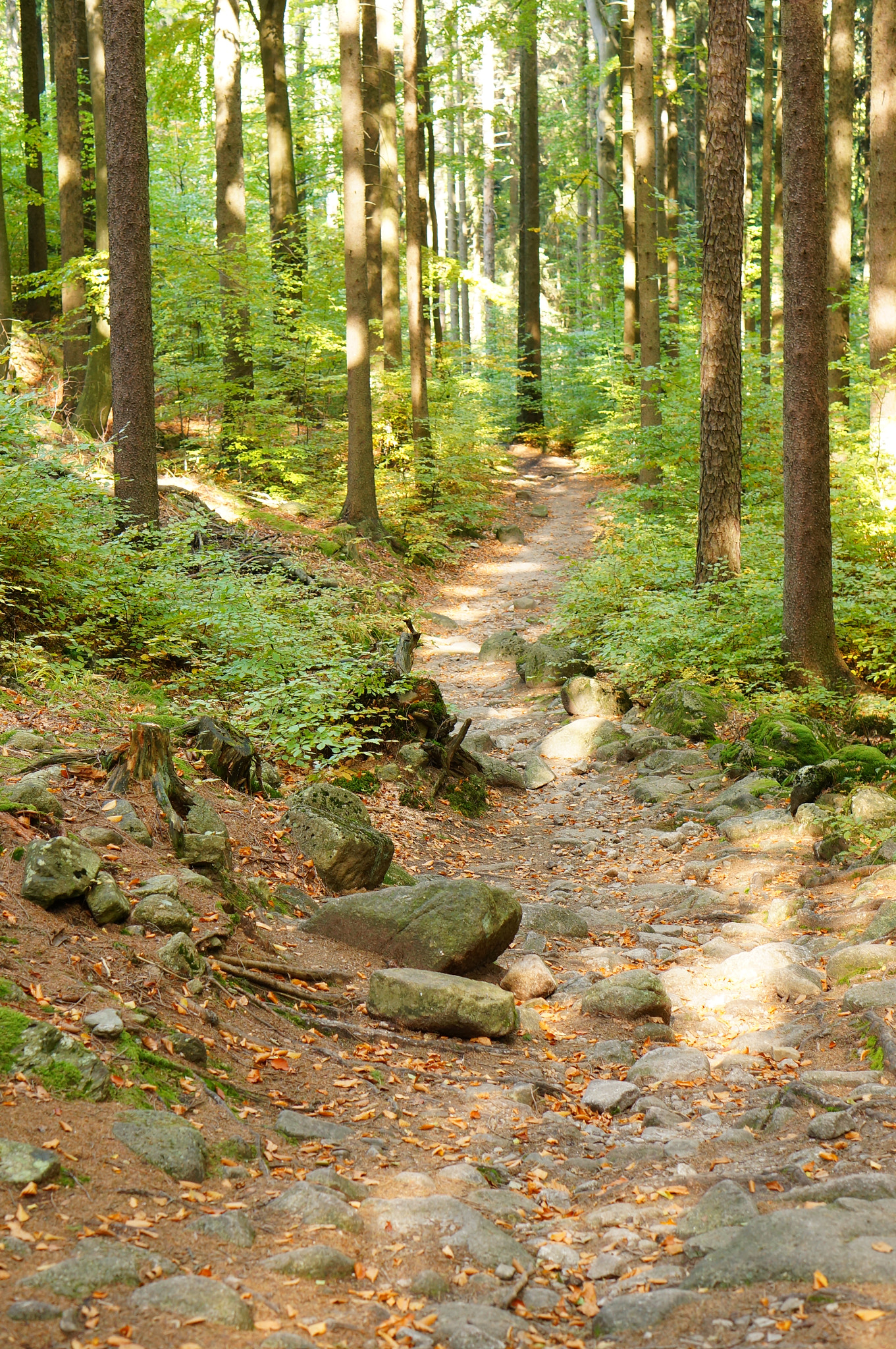 Sony Alpha NEX-6 + Sony E 50mm F1.8 OSS sample photo. Forest path photography