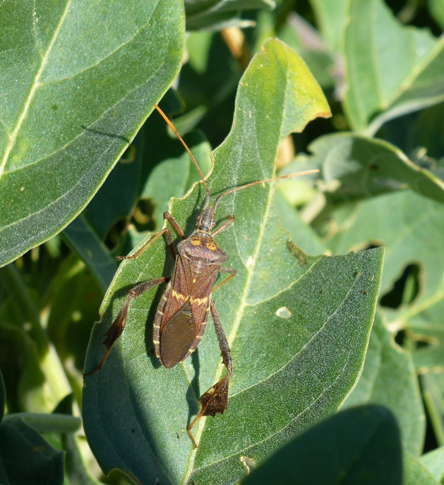 Panasonic DMC-ZS10 sample photo. Leaf footed bug photography