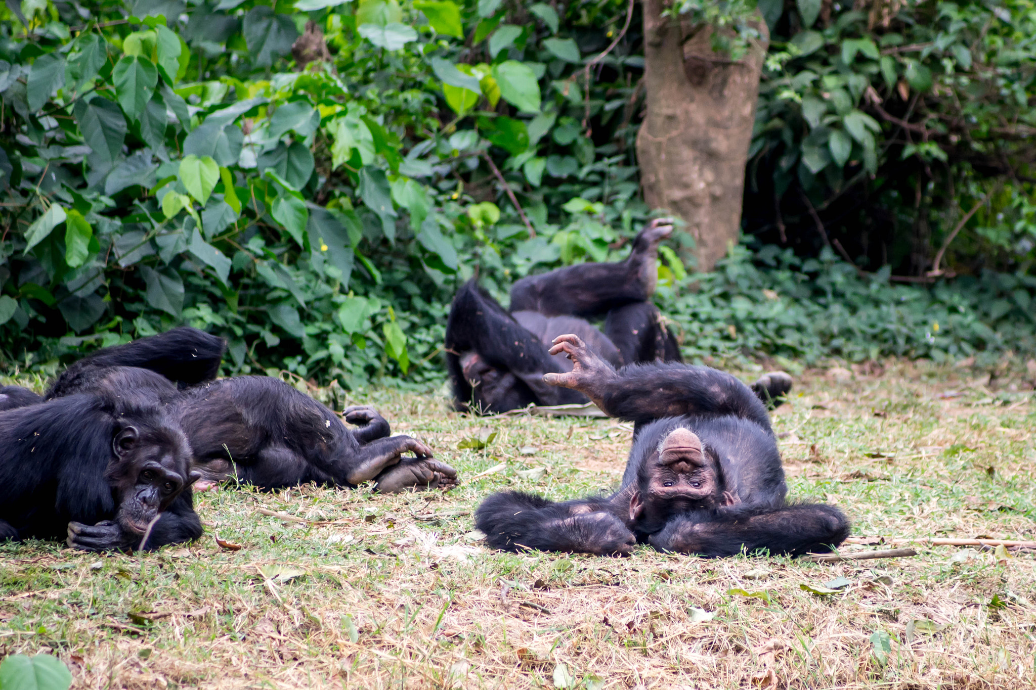 Sony 75-300mm F4.5-5.6 sample photo. Relaxed monkeys photography